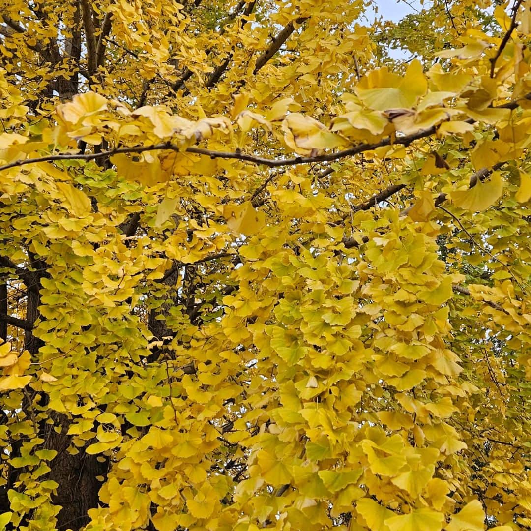 CHIHARUさんのインスタグラム写真 - (CHIHARUInstagram)「毎日通勤前に通り過ぎる銀杏の木が色付いた。 風落ち葉の秋の音。 目で見るのも 音で聞くのも。」12月3日 15時17分 - 10090725c