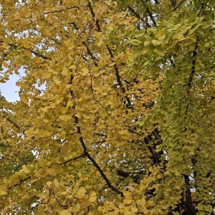 CHIHARUのインスタグラム：「毎日通勤前に通り過ぎる銀杏の木が色付いた。 風落ち葉の秋の音。 目で見るのも 音で聞くのも。」