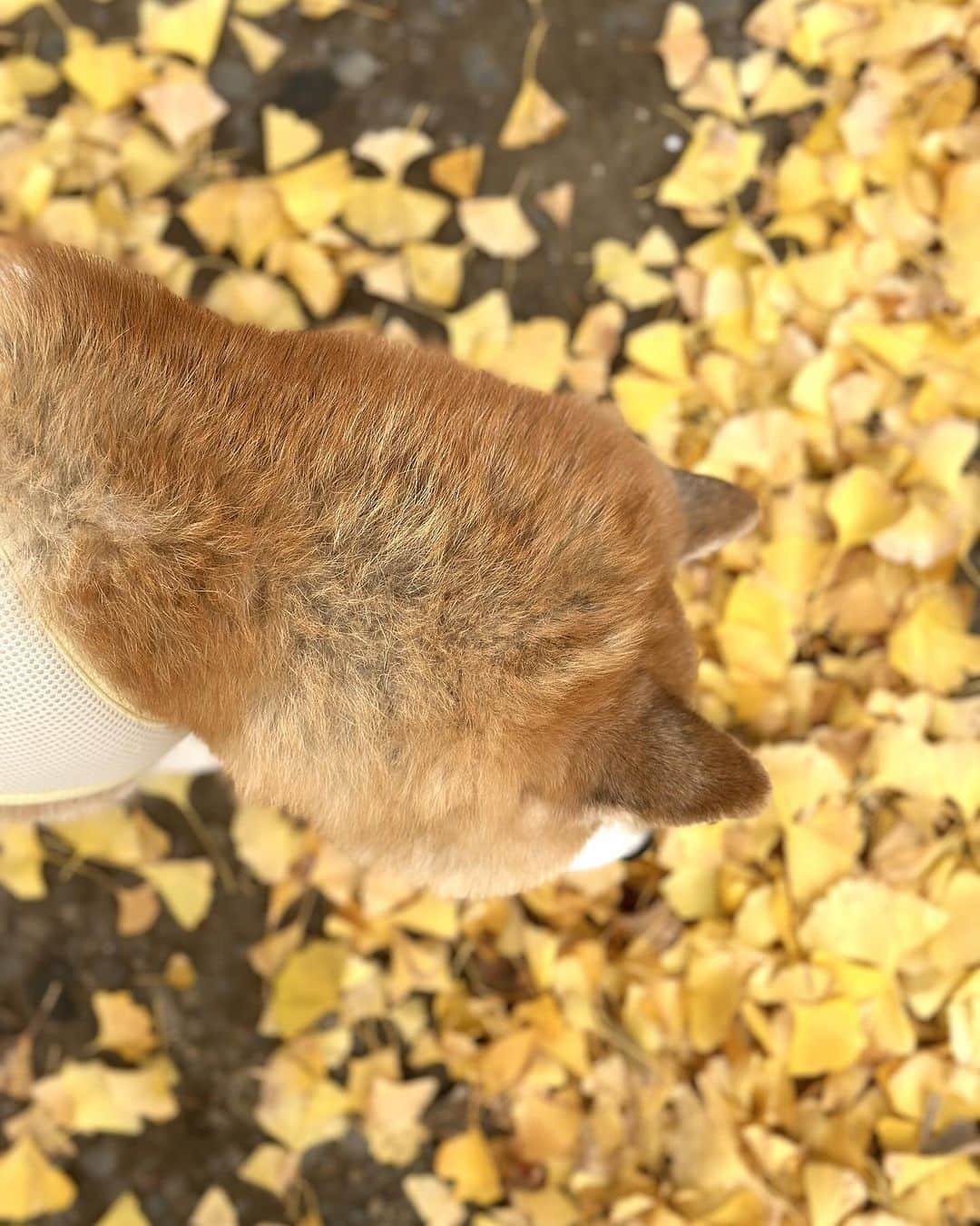 まる（まるたろう）さんのインスタグラム写真 - (まる（まるたろう）Instagram)「柴色の季節やっとキターーーー🐶✨ #イチョウさんきれいね #根津神社パトロール #まるお墨付きの #パワースポット #うふふ」12月3日 15時40分 - marutaro