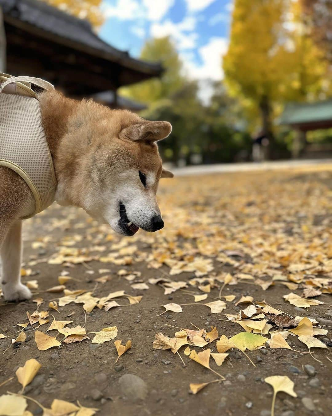 まる（まるたろう）さんのインスタグラム写真 - (まる（まるたろう）Instagram)「柴色の季節やっとキターーーー🐶✨ #イチョウさんきれいね #根津神社パトロール #まるお墨付きの #パワースポット #うふふ」12月3日 15時40分 - marutaro