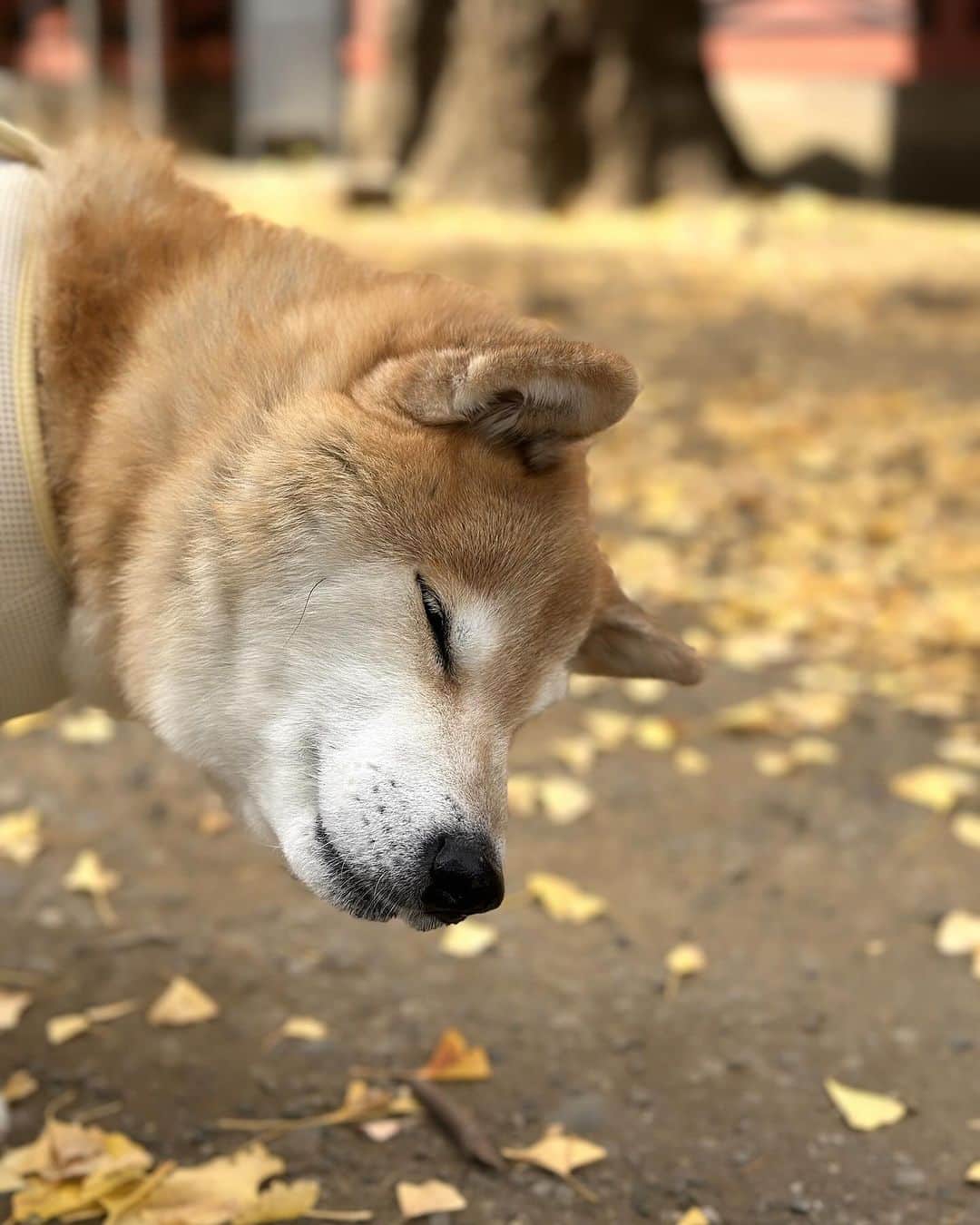 まる（まるたろう）さんのインスタグラム写真 - (まる（まるたろう）Instagram)「柴色の季節やっとキターーーー🐶✨ #イチョウさんきれいね #根津神社パトロール #まるお墨付きの #パワースポット #うふふ」12月3日 15時40分 - marutaro