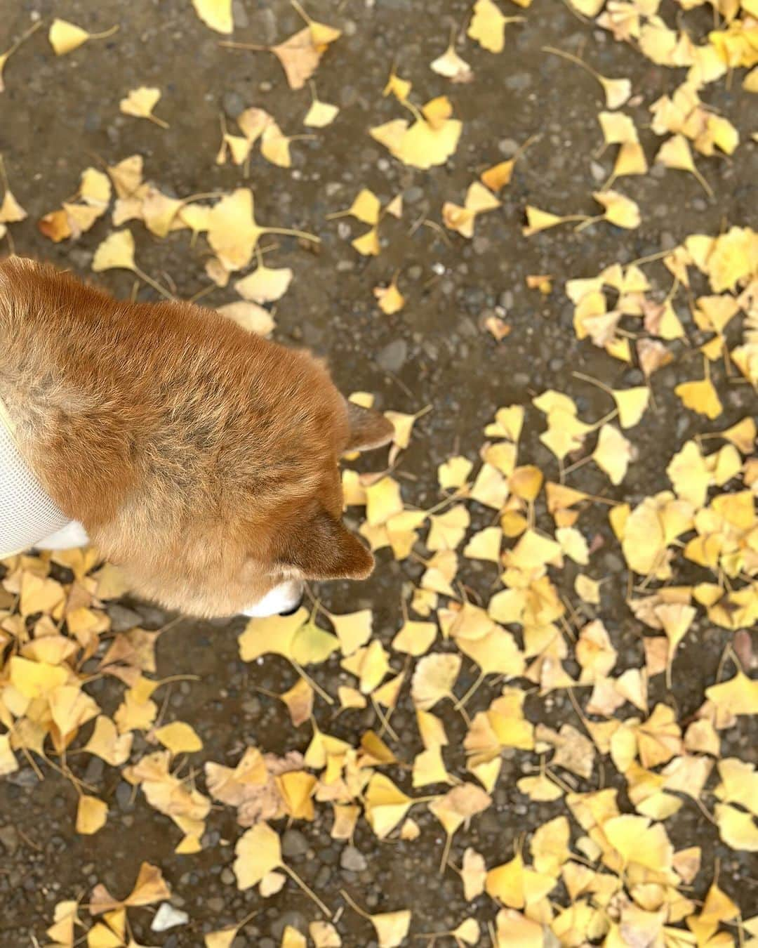 まる（まるたろう）さんのインスタグラム写真 - (まる（まるたろう）Instagram)「柴色の季節やっとキターーーー🐶✨ #イチョウさんきれいね #根津神社パトロール #まるお墨付きの #パワースポット #うふふ」12月3日 15時40分 - marutaro