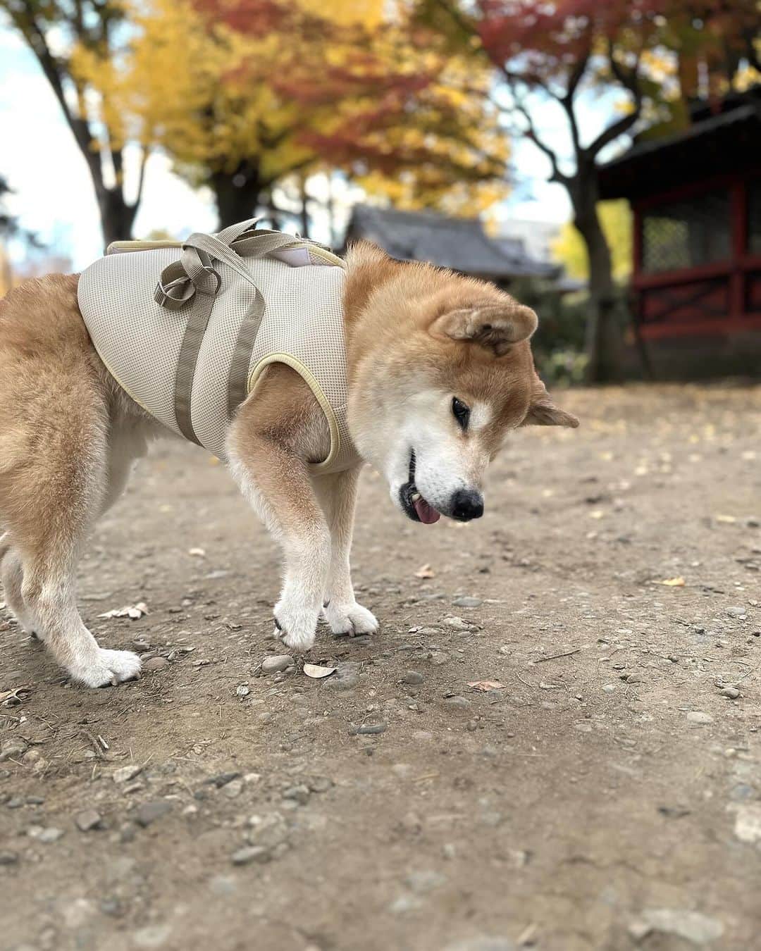 まる（まるたろう）さんのインスタグラム写真 - (まる（まるたろう）Instagram)「柴色の季節やっとキターーーー🐶✨ #イチョウさんきれいね #根津神社パトロール #まるお墨付きの #パワースポット #うふふ」12月3日 15時40分 - marutaro