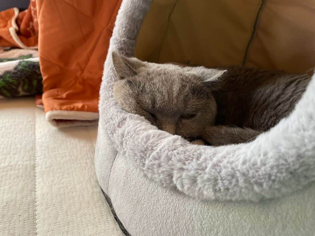 KAORUのインスタグラム：「#諭吉 SP☺️ 寝るのが好き😊 なので寝姿多め🤭  #ブリティッシュショートヘア #猫のいる暮らし」