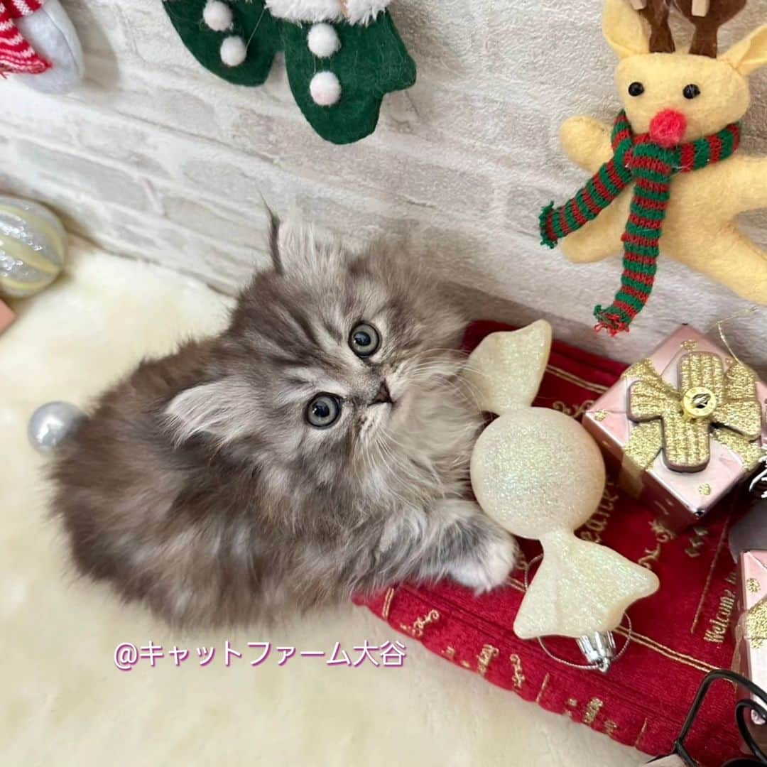 マンチカン(munchkin)キャットファーム大谷さんのインスタグラム写真 - (マンチカン(munchkin)キャットファーム大谷Instagram)「Yさまご契約にゃんこちゃん🐱❤️  ❁*·⑅❁*·⑅❁*·⑅❁*·⑅❁*·⑅❁*·  お店は、月・木曜日が定休日です。 現在、完全予約制になっておりますので ご来店される際はお店へお電話かメールにてご連絡くださいませ🙇‍♀️  お待ちしております🎵  ❁*·⑅❁*·⑅❁*·⑅❁*·⑅❁*·⑅❁*·  #キャットファーム大谷 #まんちかん #マンチカン #ネコ #こねこ #にゃんこ #猫ちゃん #ねこ部 #ニャンスタグラム #猫 #ねこ #子猫 #モフモフ #モフモフねこ #ミヌエット #短足 #ねこすたぐらむ #愛猫 #かわいい #ふわもこ部 #猫のいる暮らし #マンチカンブリーダー #ミヌエットブリーダー」12月3日 16時19分 - roytar222