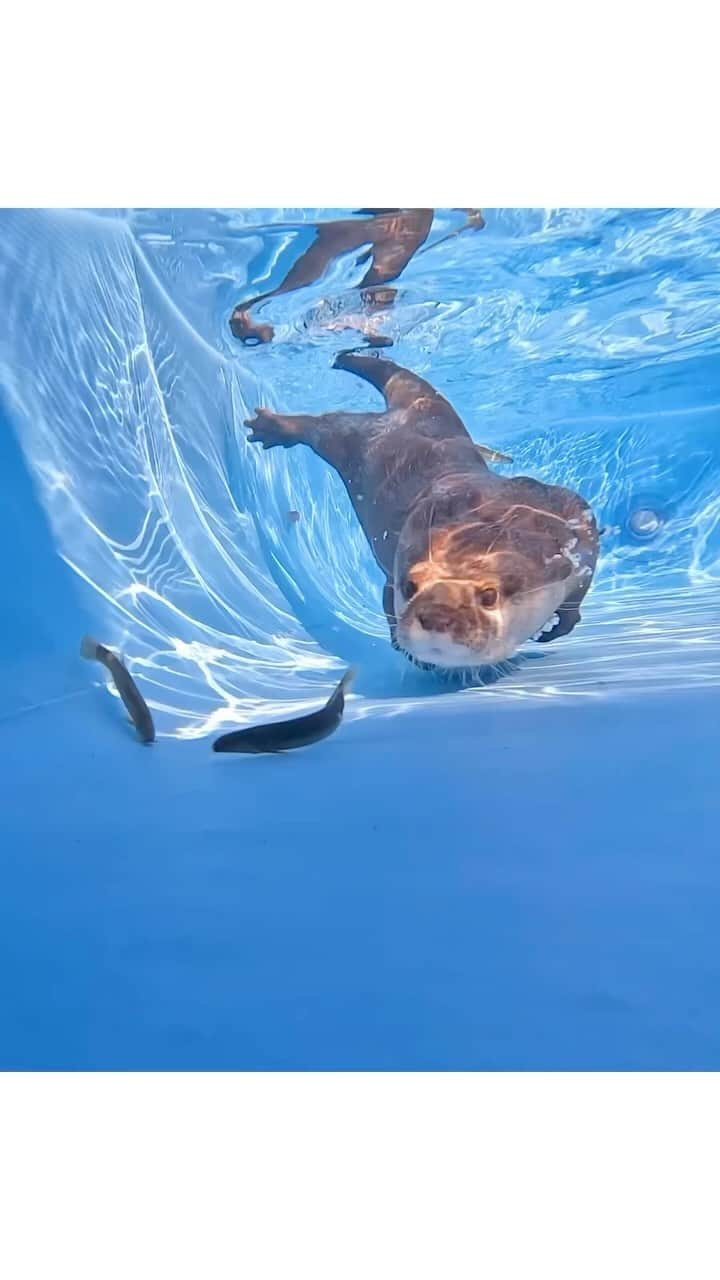 カワウソ コタロー&ハナのインスタグラム：「OTTER MIND🐟 初めてのどじょうに大興奮のコタハーナ . . . #otter #otters #cute #pet #animal ‪#カワウソ #コツメカワウソ #動物 #ペット #カワウソコタロー #カワウソハナ #コタロー #かわいい #かわうそ #もふもふ #수달 #귀여워 #水獺 #loutre #lontra #lutra #выдра #nutria#otterlove #kotarotheotter #otterkotaro」