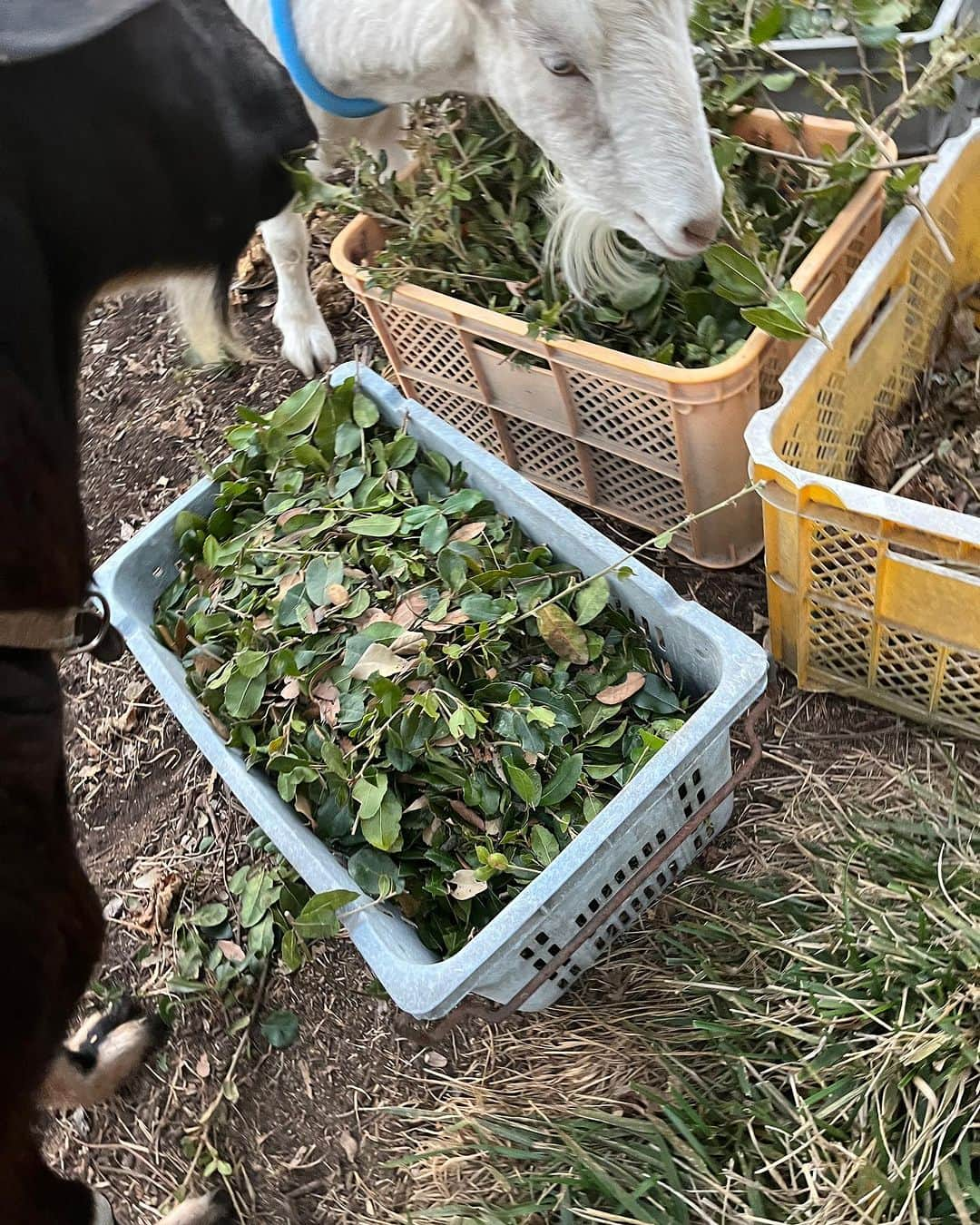 内澤旬子さんのインスタグラム写真 - (内澤旬子Instagram)「植木屋さんからバベ(ウバメガシ)の剪定枝をいただきました。コリコリ音を立てて美味しそうに食べてます。」12月3日 16時52分 - riprigandpanic