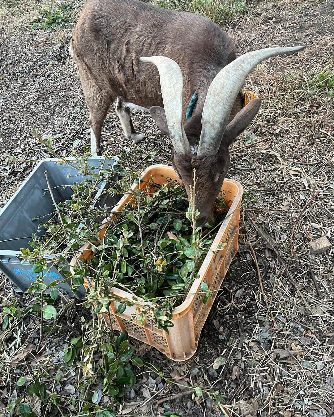 内澤旬子のインスタグラム：「植木屋さんからバベ(ウバメガシ)の剪定枝をいただきました。コリコリ音を立てて美味しそうに食べてます。」