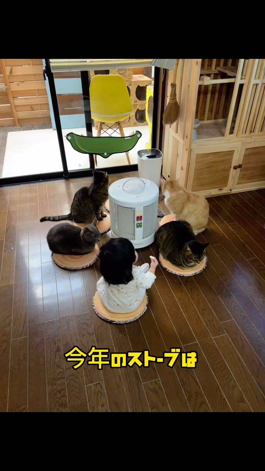 midoriのインスタグラム：「. . 今年もストーブの季節になりました❤️. . . お孫ちゃんがいる時は，@yumedan_official さんの  #暖話室 を使っています。 . . お孫ちゃんや、猫たちが触っても熱くないので安心です❤️ . .  #ネコ#ねこのいる暮らし #保護猫と暮らす#ねこ#猫#ねこすたぐらむ #保護猫#キジトラ#きじとら#きじとら猫 #キジトラ猫 #茶白 #茶白猫#グレー猫#ペコねこ部#癒しの時間 #猫動画#pecoねこ部 #pecotv #catstagram#cats_of_instagram#catsofinstagram#cat#bestmeow#9gag#NEKO#catsofinstagram」