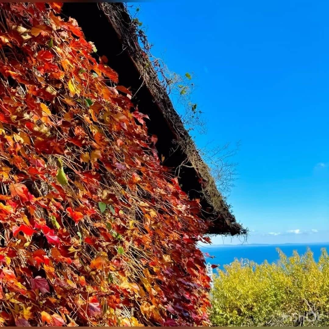 鎧塚俊彦のインスタグラム：「一夜城ヨロイヅカファームに来ています。 今、紅葉🍁がとっても綺麗です。 季節ごとにほっこりさせてくれる一夜城に、自然に、感謝です🙂⤴️。　 #toshiyoroizuka  #鎧塚俊彦　#トシヨロイヅカ　#一夜城ヨロイヅカファーム　#紅葉　＃小田原」