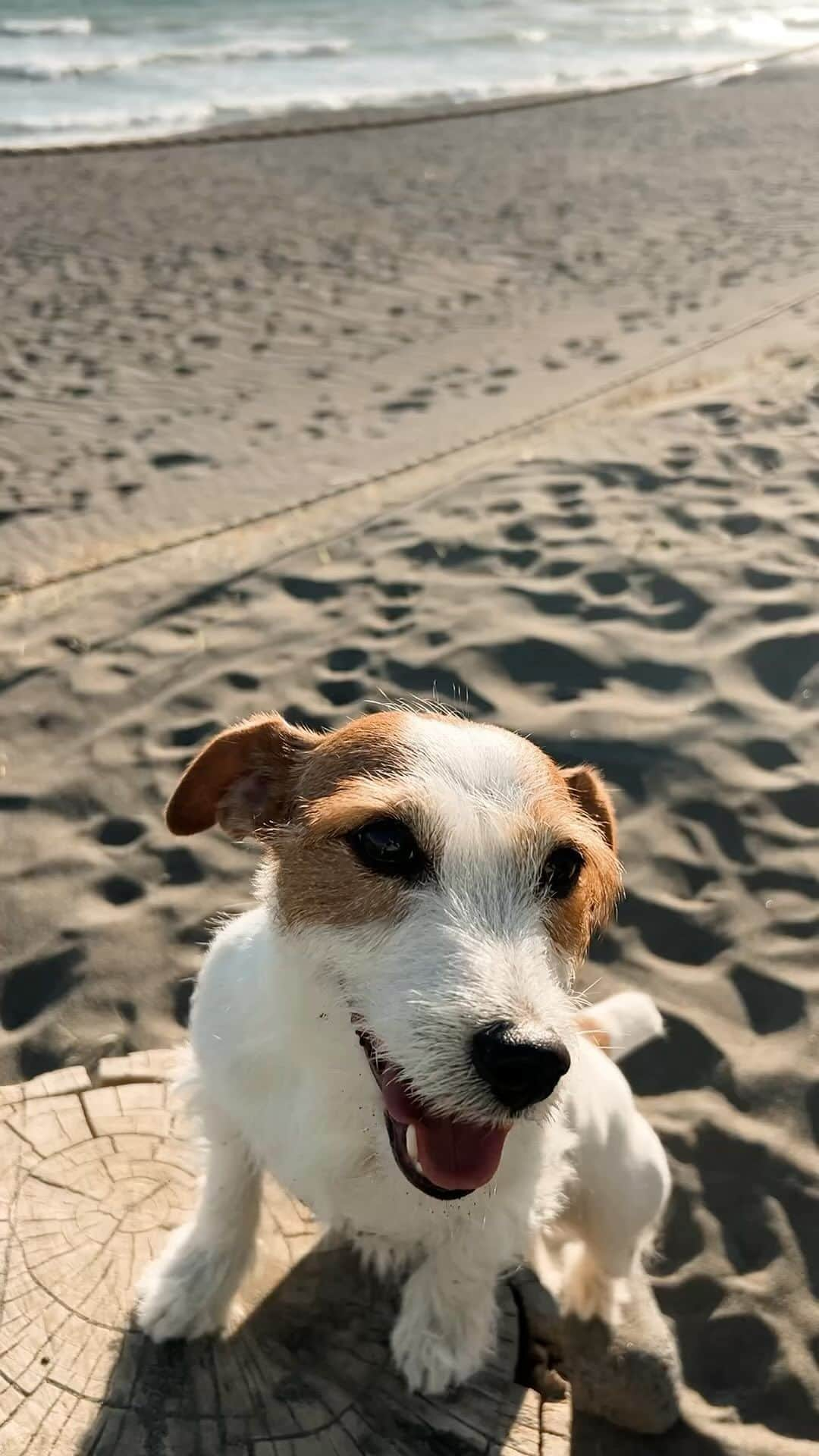 マントル一平のインスタグラム：「イッヌ専用パンケーキ🥞たべてまふ  #jackrussell  #dog #ジャックラッセルテリア」