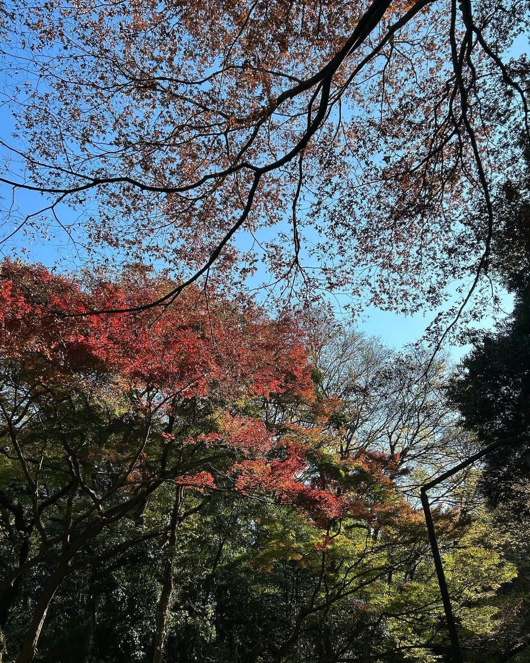 福村飛翔さんのインスタグラム写真 - (福村飛翔Instagram)「明治神宮できよきよしくなってきた。清」12月3日 17時17分 - 3bebi