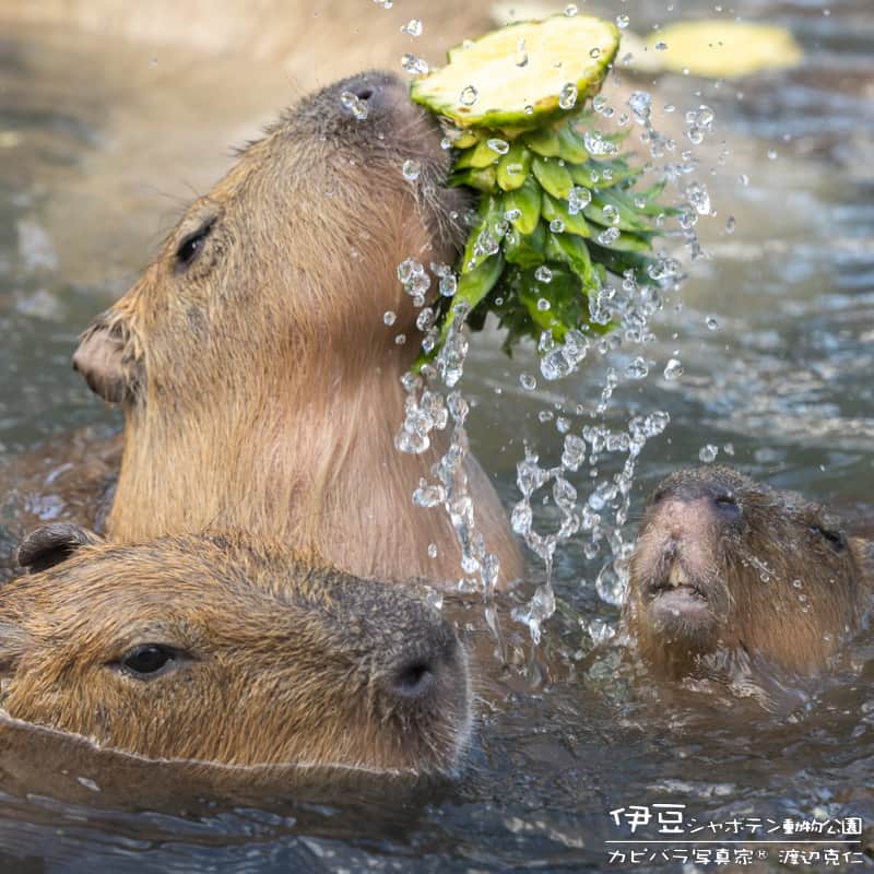 渡辺克仁のインスタグラム：「美味しい露天風呂。  今週の変わり湯はパイナップルの湯。  #カピバラ #水豚 #capybara #伊豆シャボテン動物公園  #可愛い #かわいい #pretty #癒し #静岡県」