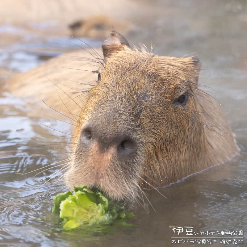 渡辺克仁さんのインスタグラム写真 - (渡辺克仁Instagram)「美味しい露天風呂。  今週の変わり湯はパイナップルの湯。  #カピバラ #水豚 #capybara #伊豆シャボテン動物公園  #可愛い #かわいい #pretty #癒し #静岡県」12月3日 17時51分 - katsuhito.watanabe