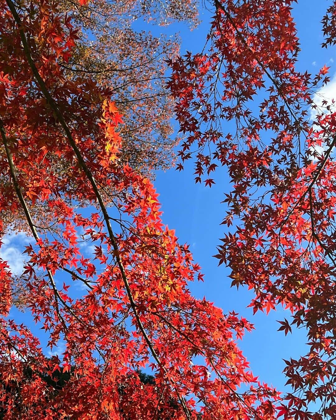 尾崎ありささんのインスタグラム写真 - (尾崎ありさInstagram)「🍁🍡🤍  #お団子 #もみじ #紅葉 #紅葉狩り #写真撮ってる人と繋がりたい #秋 #autumn #autumnleaves #自然 #landscape #写真好きな人と繋がりたい #amazing #view  #秋 #japanesegarden #nature ##landscapes #japan #nature #travel #trip #traveler #travelphotography #小石川後楽園 #庭園 #日本庭園 #🍡 #🍁」12月3日 17時53分 - also1219