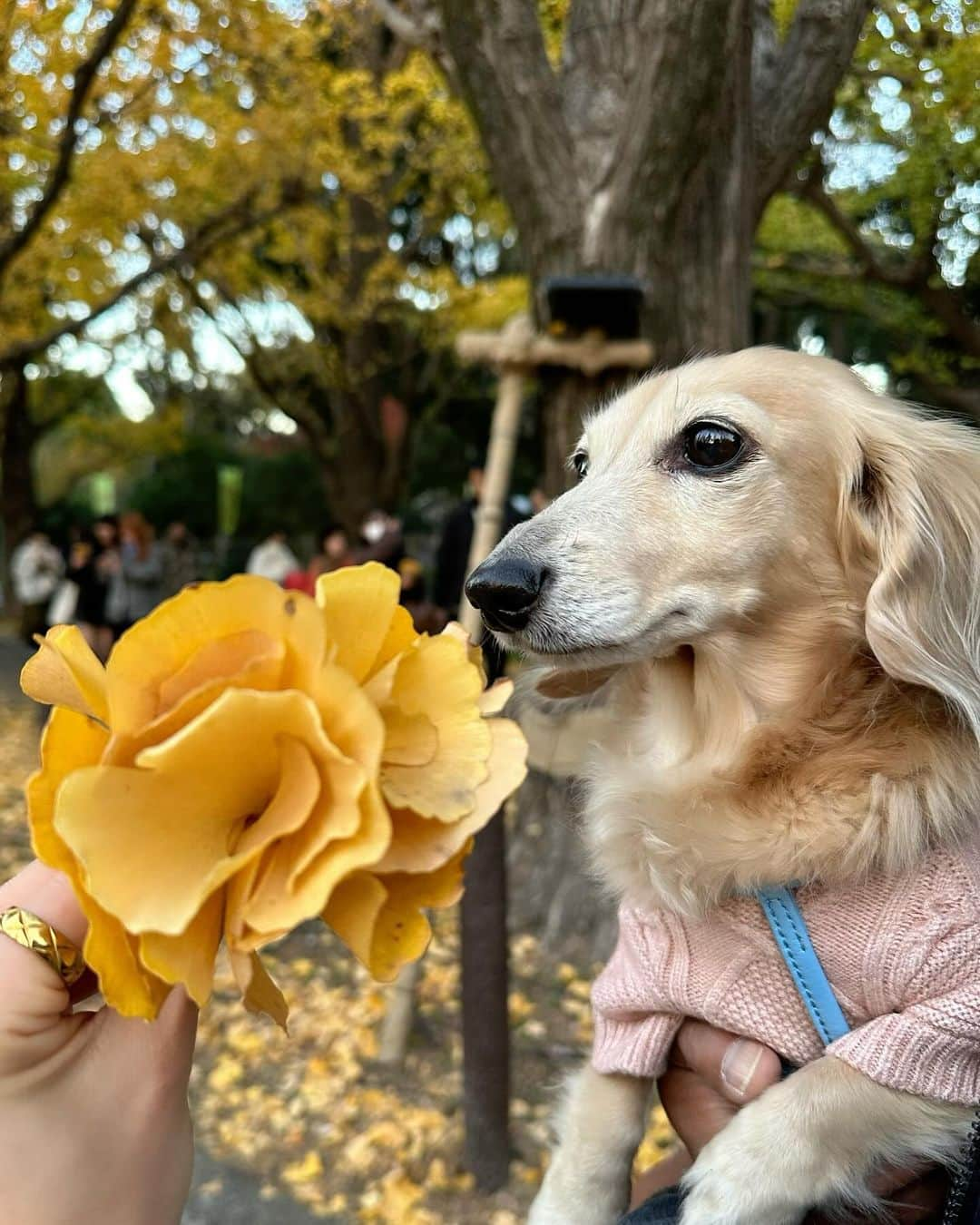 RISAさんのインスタグラム写真 - (RISAInstagram)「. こんばんは〜🍁🧡  . 今年も紅葉を見に遠出は出来なかったので 神宮外苑のイチョウ並木をレディたん連れてお散歩がてら 見に行ってきました☺️💛  . まだまだ葉があって綺麗だったよー♡♡ 16時半からlight upされるから夕方行くのも オススメです〜🍁✨✨✨  . この日のコーデは展示会で一目惚れして買ってた @coel.official のセットアップ🤍  . 黒系のセットアップはたくさん持ってるんだけど、 白系のジャケットセットアップ持ってないから🤭！！ 今年沢山着ようと思う🤍🤍  . コエルは本当生地がしっかりしてて ボタン１つ1つ拘っていてデザインいつもかわいい🥹🤍  .  .  #イチョウ並木 #銀杏並木 #神宮外苑いちょう並木 #神宮外苑 #コエル #セットアップ #セットアップコーデ #高身長コーデ #秋コーデ #冬コーデ #ホワイトコーデ #ロングブーツ #ootd #綺麗めコーデ #青山 #ジャケットコーデ #洋服好きな人と繋がりたい #coordinate #tokyo」12月3日 17時56分 - arilady0423