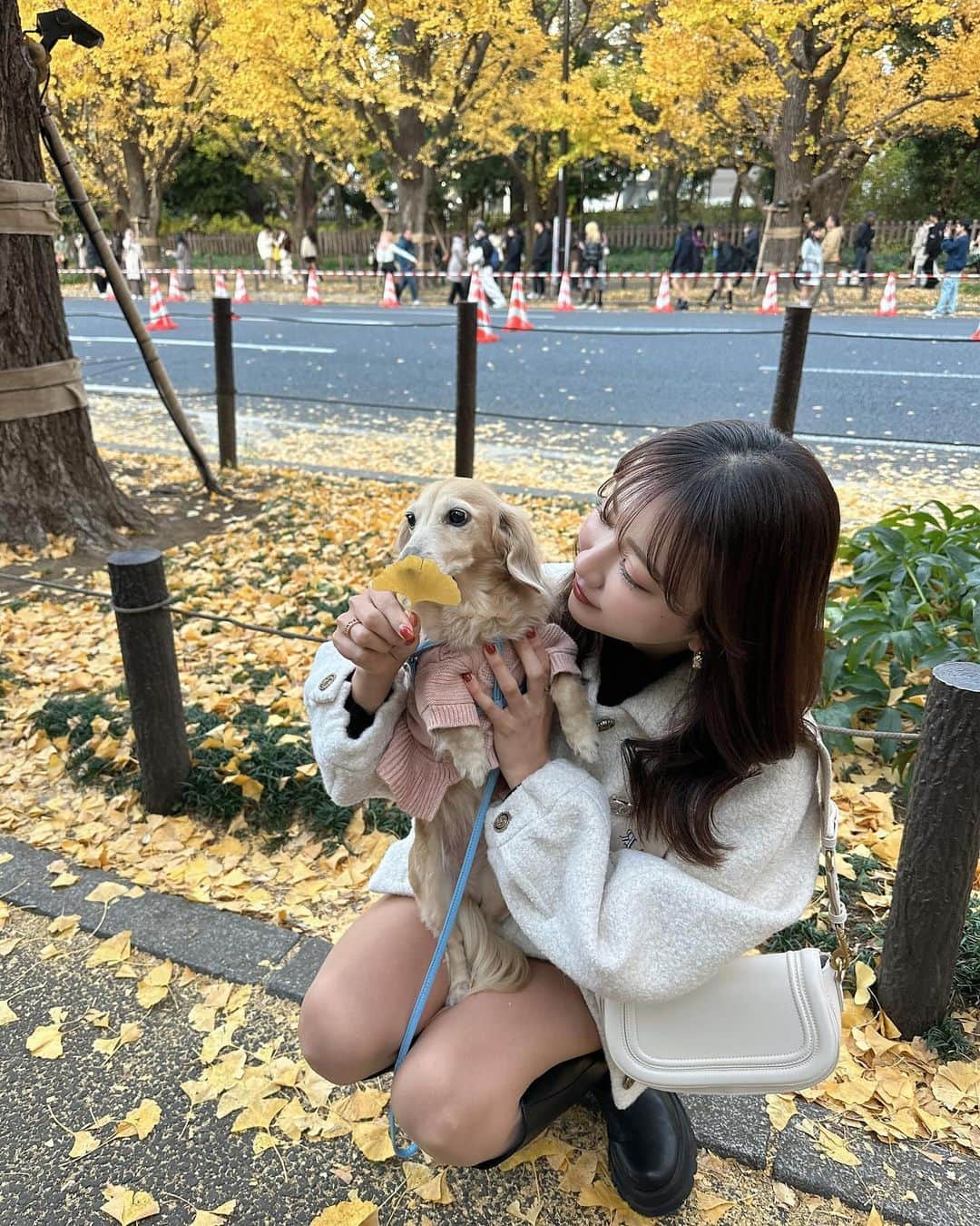 RISAさんのインスタグラム写真 - (RISAInstagram)「. こんばんは〜🍁🧡  . 今年も紅葉を見に遠出は出来なかったので 神宮外苑のイチョウ並木をレディたん連れてお散歩がてら 見に行ってきました☺️💛  . まだまだ葉があって綺麗だったよー♡♡ 16時半からlight upされるから夕方行くのも オススメです〜🍁✨✨✨  . この日のコーデは展示会で一目惚れして買ってた @coel.official のセットアップ🤍  . 黒系のセットアップはたくさん持ってるんだけど、 白系のジャケットセットアップ持ってないから🤭！！ 今年沢山着ようと思う🤍🤍  . コエルは本当生地がしっかりしてて ボタン１つ1つ拘っていてデザインいつもかわいい🥹🤍  .  .  #イチョウ並木 #銀杏並木 #神宮外苑いちょう並木 #神宮外苑 #コエル #セットアップ #セットアップコーデ #高身長コーデ #秋コーデ #冬コーデ #ホワイトコーデ #ロングブーツ #ootd #綺麗めコーデ #青山 #ジャケットコーデ #洋服好きな人と繋がりたい #coordinate #tokyo」12月3日 17時56分 - arilady0423