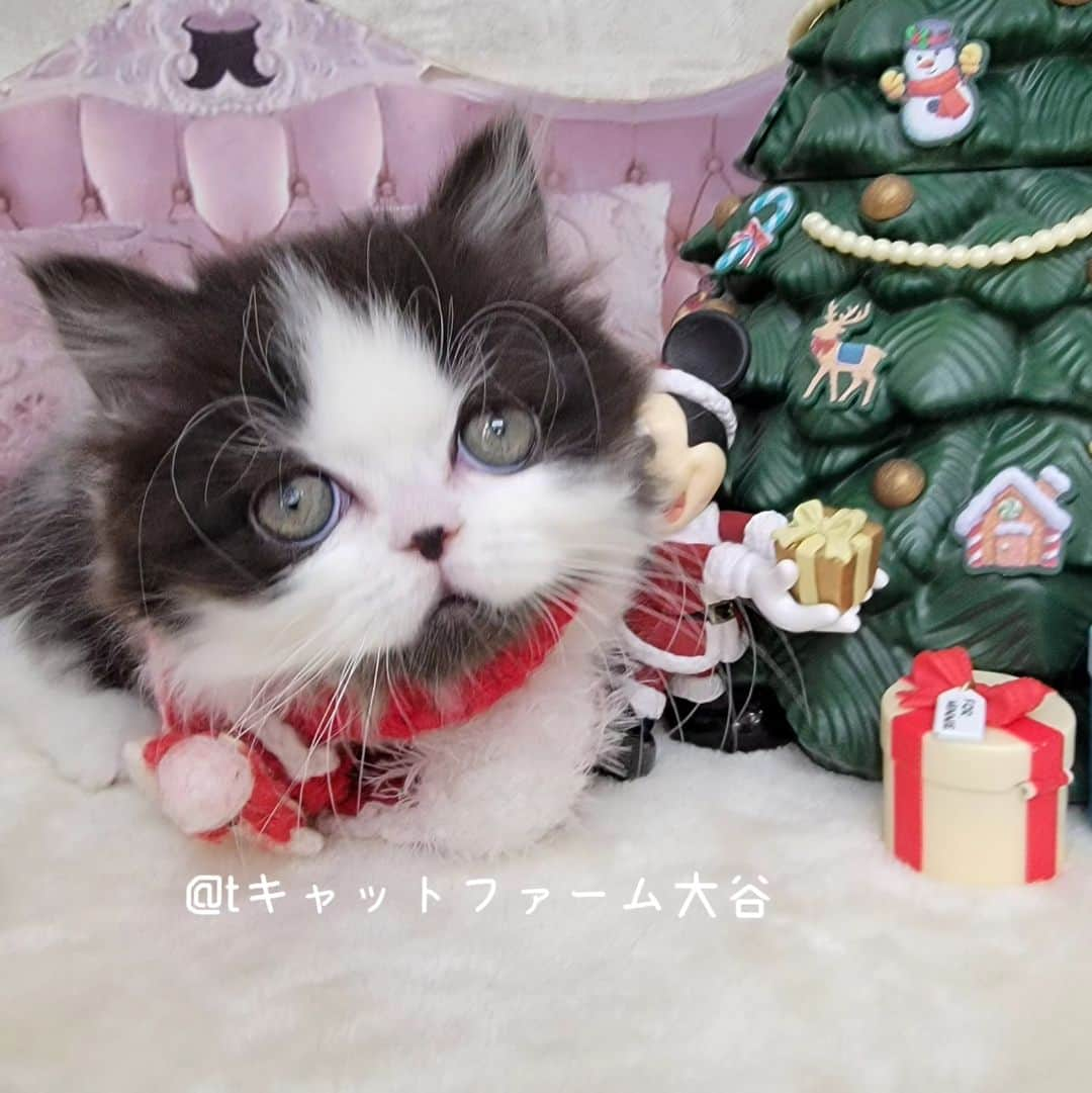 マンチカン(munchkin)キャットファーム大谷のインスタグラム：「Nさまご契約にゃんこちゃん🐱❤️  ❁*·⑅❁*·⑅❁*·⑅❁*·⑅❁*·⑅❁*·  お店は、月・木曜日が定休日です。 現在、完全予約制になっておりますので ご来店される際はお店へお電話かメールにてご連絡くださいませ🙇‍♀️  お待ちしております🎵  ❁*·⑅❁*·⑅❁*·⑅❁*·⑅❁*·⑅❁*·  #キャットファーム大谷 #まんちかん #マンチカン #ネコ #こねこ #にゃんこ #猫ちゃん #ねこ部 #ニャンスタグラム #猫 #ねこ #子猫 #モフモフ #モフモフねこ #ミヌエット #短足 #ねこすたぐらむ #愛猫 #かわいい #ふわもこ部 #猫のいる暮らし #マンチカンブリーダー #ミヌエットブリーダー」