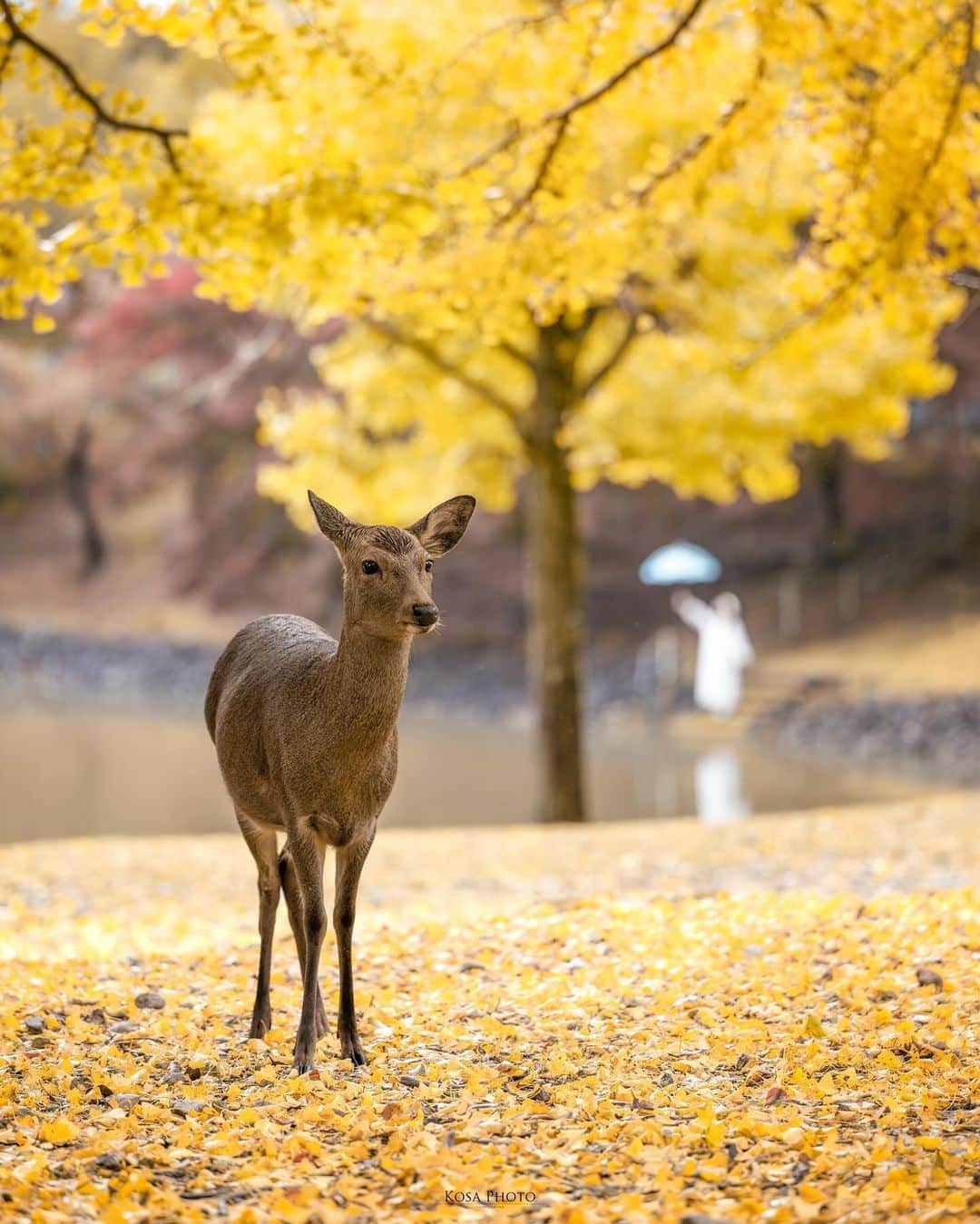 コサのインスタグラム：「2枚目の構図で撮影してたら、突然、鹿さんが登場‼️ 主役を奪われたマイマイ… 見事なボケ具合にじわる🤣 . Location:奈良 Nara /Japan🇯🇵 Date:2023年11月 Camera:Z9 / Z 70-200mm f2.8 in frame: @____muuu._ . #みんすと紅葉祭 #nikoncreators #nikoncreators_2023moment #japancityblues #jp_portrait_collection #ポトレファン倶楽部 #ポトレ撮影隊 #jp_mood #jp_portrait部 #clv_galerie #m_v_shotz #invisible_cool_part #raw_japan #deaf_b_j_ #bestjapanpics #じゃびふる #japan_waphoto #japan_bestpic_ #NICOSTOP #pixlib_jp #tokyocameraclub #art_of_japan_ #jgrv_member #team_jp_ #photo_jpn #sorakataphoto #LBJ_KING #mst_vip #広がり同盟メンバー #special_spot_legend」