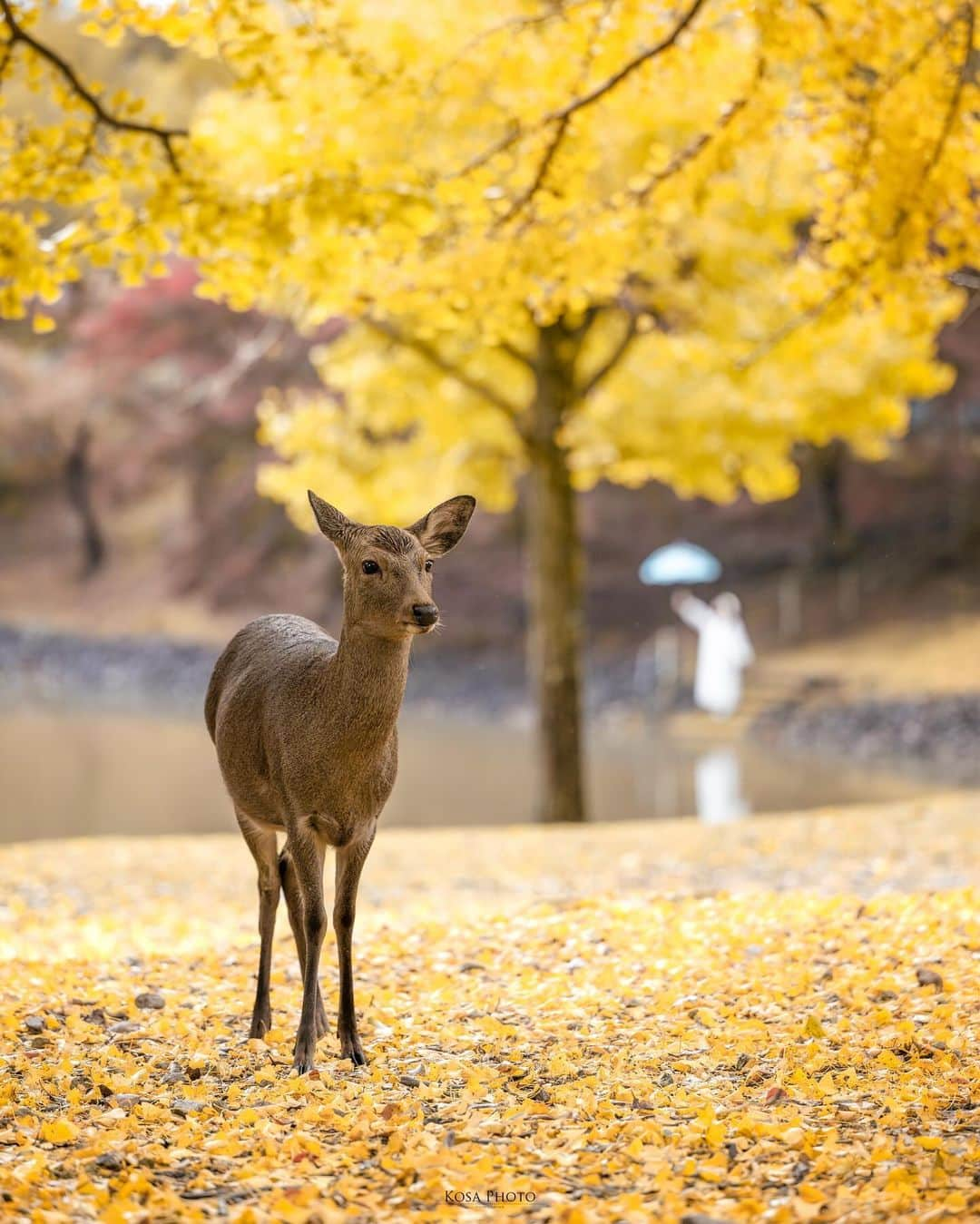 コサのインスタグラム