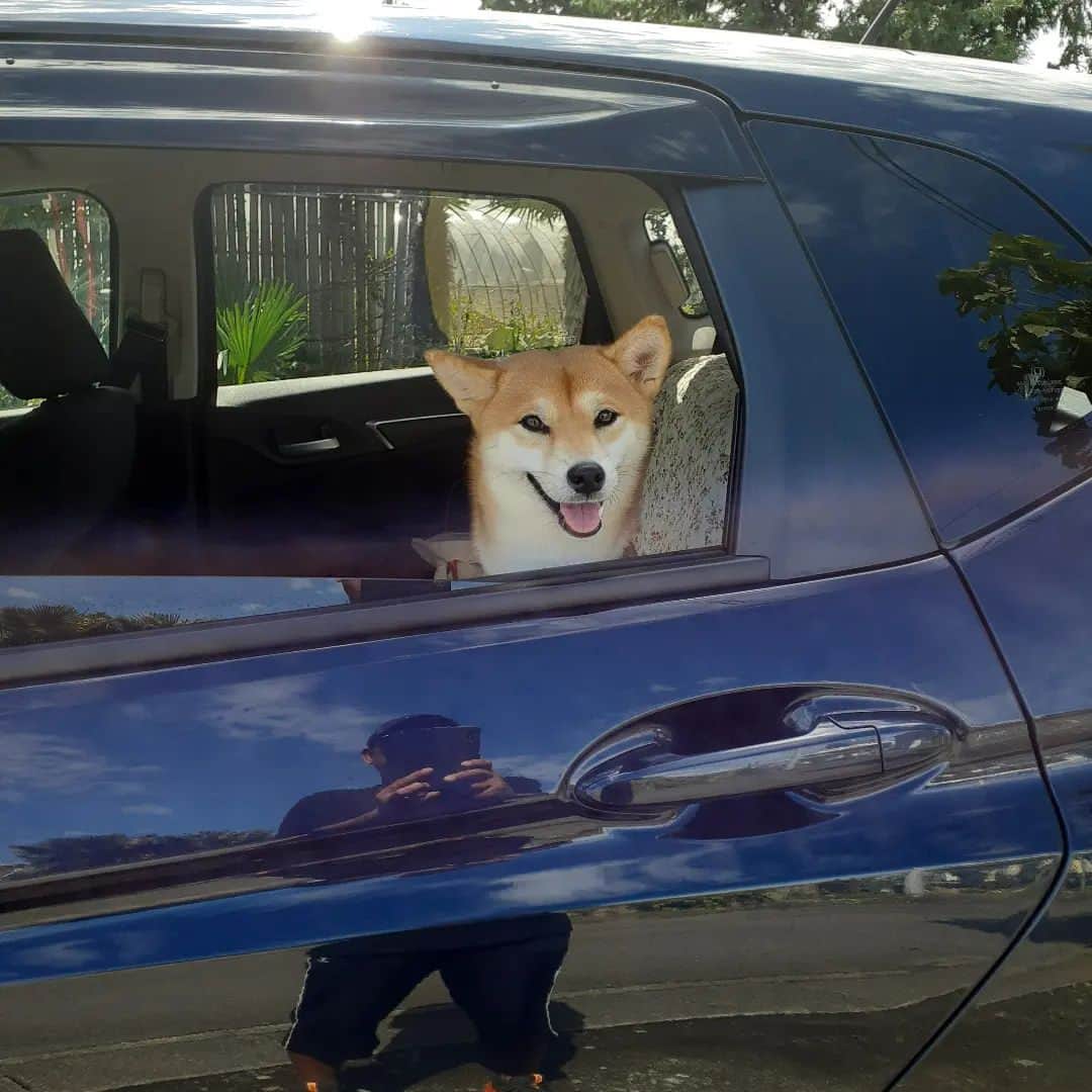 inosemarineのインスタグラム：「馬鹿に憤ってますが僕達は大丈夫ですからね。#柴犬」