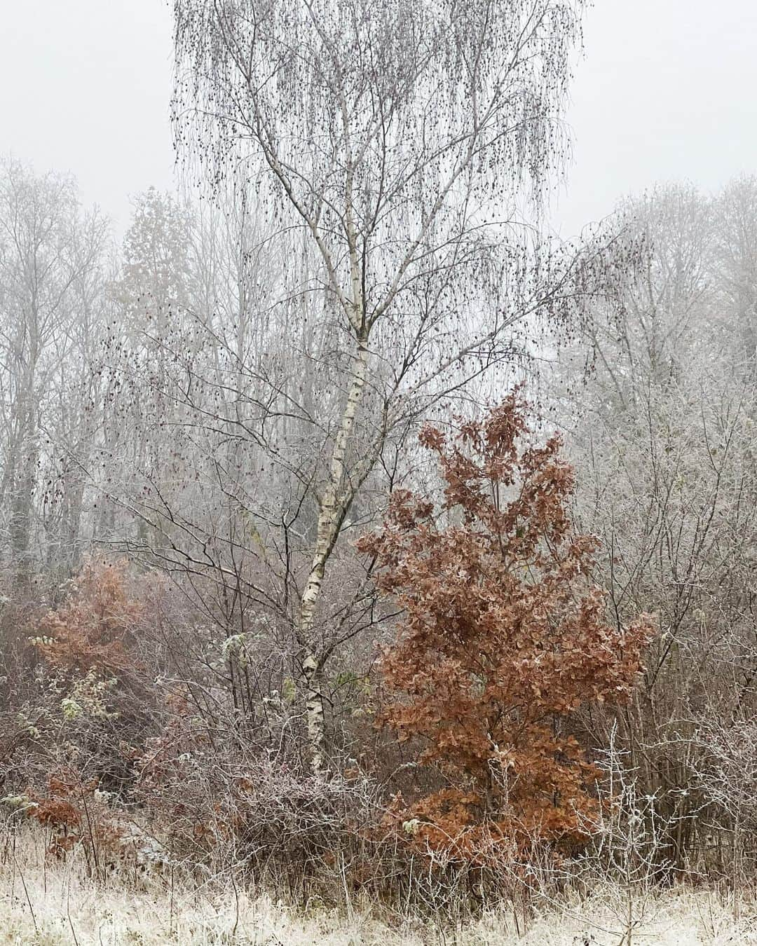 ギャランス・ドレのインスタグラム：「Autumn in Somerset. Our house in the mist, outerwear on for Lulu and I… And just stunning views all around. Now time to make a fire!!! (Can’t believe this is my life)  Have a wonderful Sunday!!! 🍂」