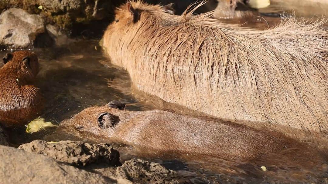 渡辺克仁のインスタグラム：「カピバラ露天風呂変わり湯「パイナップルの湯」。  ちなみに12/9.10紅葉、12/16-1/5柚子、1/6.8柑橘色々、1/7七草、1/13.14特産品、1/20ひのきたまご、1/21ラベンダー、1/27.28いちご・・・などなど4/7まで週末は10:30と13:30に変わり湯を開催。  平日は13:30より何も入っていない露天風呂です。何も入っていないと損した気分という方もいらっしゃるかもしれませんが、実はゆったりお風呂を楽しんでいるカピバラを観察・撮影をするには良かったりします。  #カピバラ #水豚 #capybara #伊豆シャボテン動物公園  #可愛い #かわいい #pretty #癒し #静岡県」