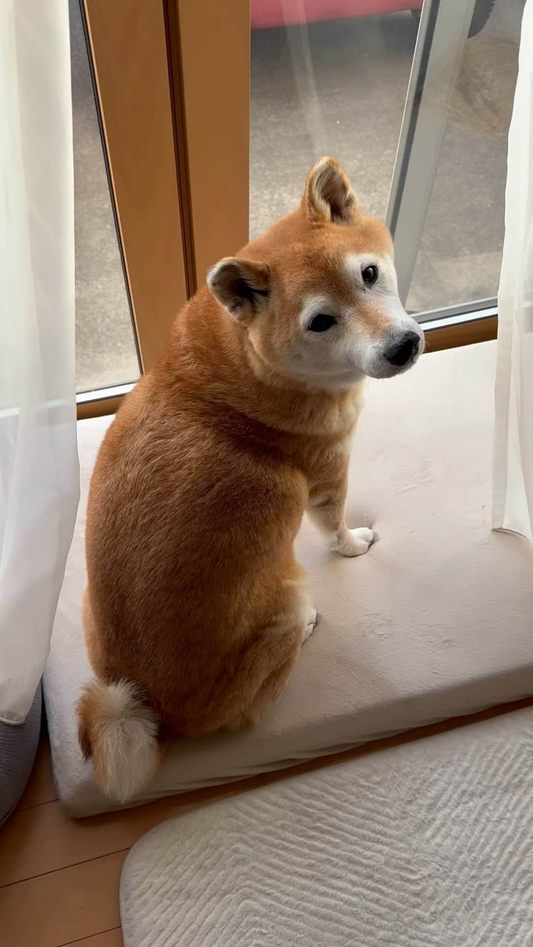 マロたんのインスタグラム：「マロゴラスイッチ🐾 ピタゴラスイッチじゃないのはわかってる🙄 #柴犬 #shiba #shibainu #肉球」