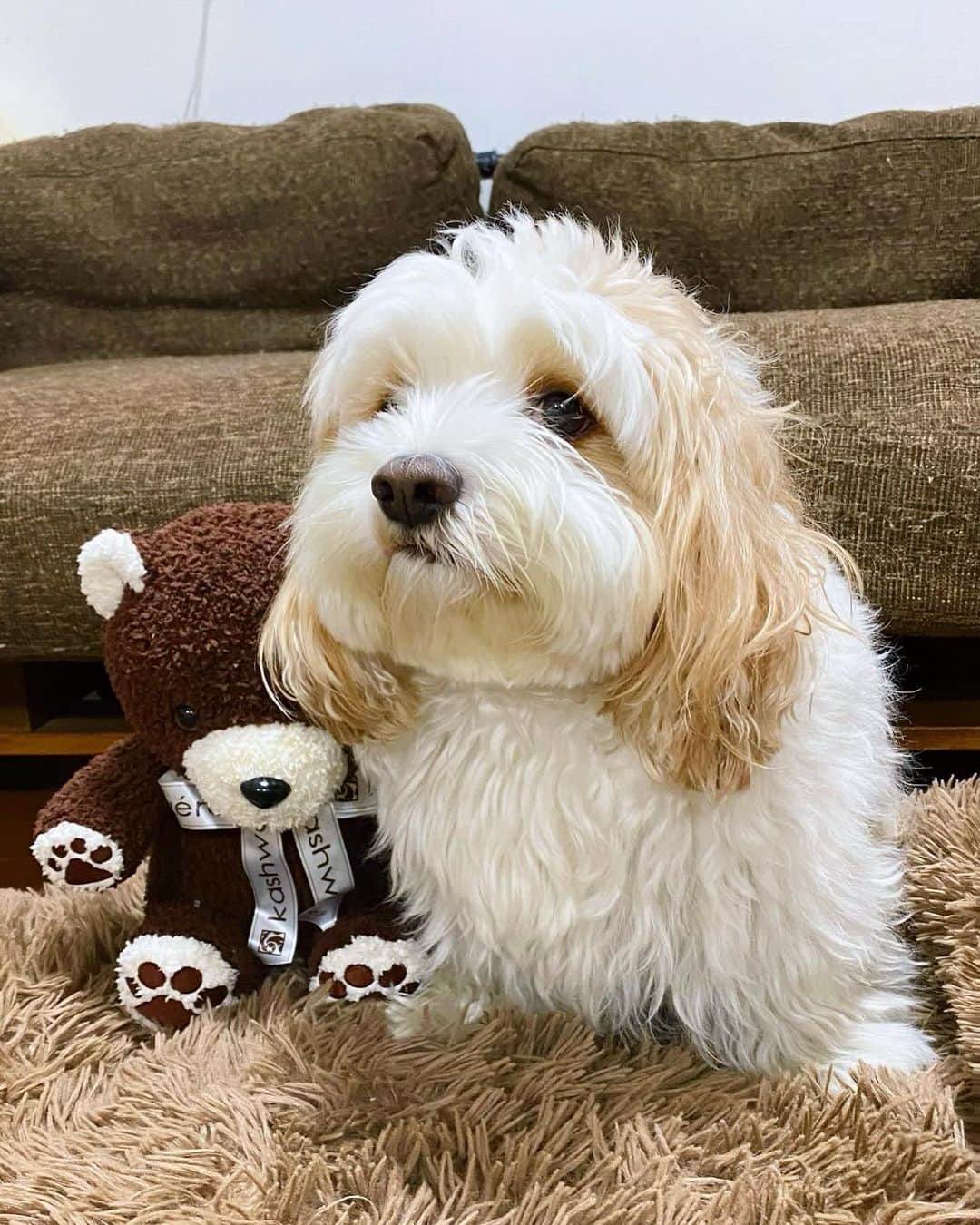 あんちゃんのインスタグラム：「くまたんとオレ🐻🐶🤎  去年のクリスマスに モチモチへプレゼントした 1stトイのテディベア🧸🎄  最近ようやく遊ぶようになったんだけど モチモチが気になるものは もちろんあんちゃんも気になる。  ってことで 最近はあんちゃんも たまにこのテディベアで遊んでます🤣🤣  余談ですがモチモチ。  犬のことも 犬のぬいぐるみのことも 「ワンワン」って呼ぶんだけど  あんちゃんのことは 「あちゃん」と呼びます🥰  そしてなぜか このテディベアのことだけは 指差して「あちゃん！」って言います。笑笑  あんちゃん＝犬 の概念がまだないモチモチからみたら あんちゃんは犬よりも テディベアに見えるのか😂  パーツの配置？ マズルの長さと大きさ？  分からないけど なんか似てるよね、わかる🐻🐶笑  #キャバションあんちゃん  #あんちゃん　#ぬいぐるみ犬 #スヌーピー  #スヌーピー犬 #キャバション　#キャバビション　 #キャバリア #キャバリアキングチャールズスパニエル #ビションフリーゼ　 #犬 #犬のいる暮らし  #いぬのきもち  #短足部　#比熊犬 #doglove #cavachon #inustagram #puppy  #snoopy #andy #Cavalier #CavalierKingCharlesSpaniel  #BichonFrize #Bichon #멍스타그램 #개스타그램　#댕스마스」