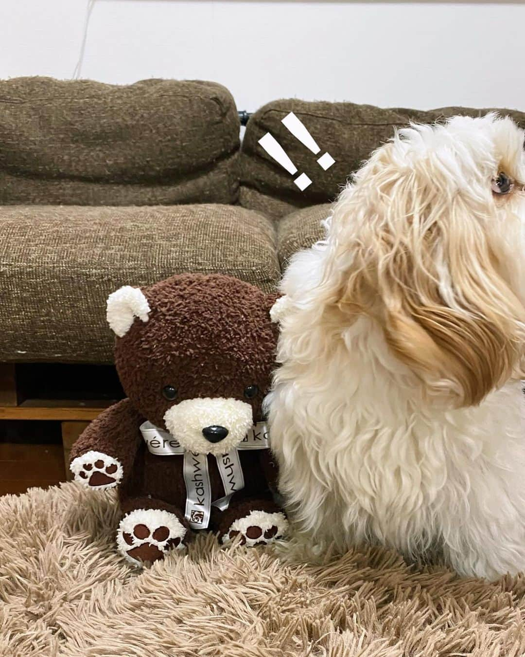 あんちゃんさんのインスタグラム写真 - (あんちゃんInstagram)「くまたんとオレ🐻🐶🤎  去年のクリスマスに モチモチへプレゼントした 1stトイのテディベア🧸🎄  最近ようやく遊ぶようになったんだけど モチモチが気になるものは もちろんあんちゃんも気になる。  ってことで 最近はあんちゃんも たまにこのテディベアで遊んでます🤣🤣  余談ですがモチモチ。  犬のことも 犬のぬいぐるみのことも 「ワンワン」って呼ぶんだけど  あんちゃんのことは 「あちゃん」と呼びます🥰  そしてなぜか このテディベアのことだけは 指差して「あちゃん！」って言います。笑笑  あんちゃん＝犬 の概念がまだないモチモチからみたら あんちゃんは犬よりも テディベアに見えるのか😂  パーツの配置？ マズルの長さと大きさ？  分からないけど なんか似てるよね、わかる🐻🐶笑  #キャバションあんちゃん  #あんちゃん　#ぬいぐるみ犬 #スヌーピー  #スヌーピー犬 #キャバション　#キャバビション　 #キャバリア #キャバリアキングチャールズスパニエル #ビションフリーゼ　 #犬 #犬のいる暮らし  #いぬのきもち  #短足部　#比熊犬 #doglove #cavachon #inustagram #puppy  #snoopy #andy #Cavalier #CavalierKingCharlesSpaniel  #BichonFrize #Bichon #멍스타그램 #개스타그램　#댕스마스」12月3日 19時18分 - anchan_0115_andy