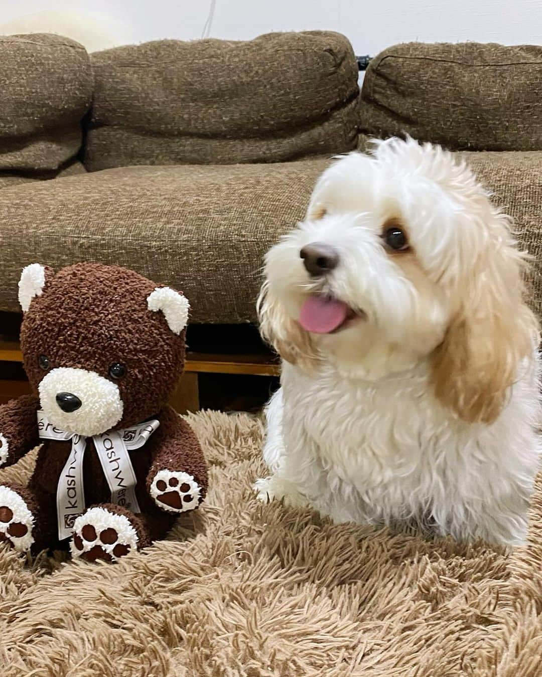 あんちゃんさんのインスタグラム写真 - (あんちゃんInstagram)「くまたんとオレ🐻🐶🤎  去年のクリスマスに モチモチへプレゼントした 1stトイのテディベア🧸🎄  最近ようやく遊ぶようになったんだけど モチモチが気になるものは もちろんあんちゃんも気になる。  ってことで 最近はあんちゃんも たまにこのテディベアで遊んでます🤣🤣  余談ですがモチモチ。  犬のことも 犬のぬいぐるみのことも 「ワンワン」って呼ぶんだけど  あんちゃんのことは 「あちゃん」と呼びます🥰  そしてなぜか このテディベアのことだけは 指差して「あちゃん！」って言います。笑笑  あんちゃん＝犬 の概念がまだないモチモチからみたら あんちゃんは犬よりも テディベアに見えるのか😂  パーツの配置？ マズルの長さと大きさ？  分からないけど なんか似てるよね、わかる🐻🐶笑  #キャバションあんちゃん  #あんちゃん　#ぬいぐるみ犬 #スヌーピー  #スヌーピー犬 #キャバション　#キャバビション　 #キャバリア #キャバリアキングチャールズスパニエル #ビションフリーゼ　 #犬 #犬のいる暮らし  #いぬのきもち  #短足部　#比熊犬 #doglove #cavachon #inustagram #puppy  #snoopy #andy #Cavalier #CavalierKingCharlesSpaniel  #BichonFrize #Bichon #멍스타그램 #개스타그램　#댕스마스」12月3日 19時18分 - anchan_0115_andy