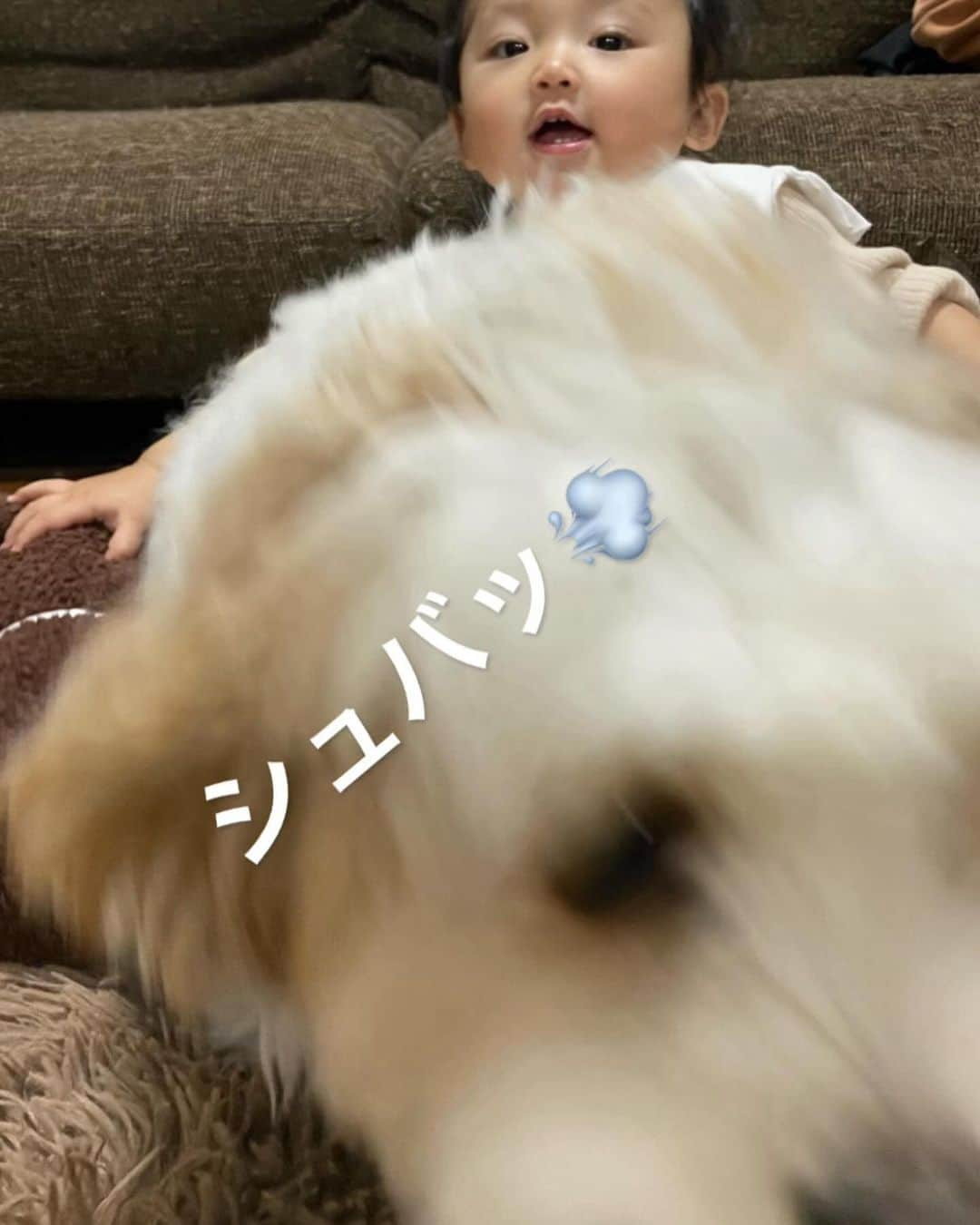 あんちゃんさんのインスタグラム写真 - (あんちゃんInstagram)「くまたんとオレ🐻🐶🤎  去年のクリスマスに モチモチへプレゼントした 1stトイのテディベア🧸🎄  最近ようやく遊ぶようになったんだけど モチモチが気になるものは もちろんあんちゃんも気になる。  ってことで 最近はあんちゃんも たまにこのテディベアで遊んでます🤣🤣  余談ですがモチモチ。  犬のことも 犬のぬいぐるみのことも 「ワンワン」って呼ぶんだけど  あんちゃんのことは 「あちゃん」と呼びます🥰  そしてなぜか このテディベアのことだけは 指差して「あちゃん！」って言います。笑笑  あんちゃん＝犬 の概念がまだないモチモチからみたら あんちゃんは犬よりも テディベアに見えるのか😂  パーツの配置？ マズルの長さと大きさ？  分からないけど なんか似てるよね、わかる🐻🐶笑  #キャバションあんちゃん  #あんちゃん　#ぬいぐるみ犬 #スヌーピー  #スヌーピー犬 #キャバション　#キャバビション　 #キャバリア #キャバリアキングチャールズスパニエル #ビションフリーゼ　 #犬 #犬のいる暮らし  #いぬのきもち  #短足部　#比熊犬 #doglove #cavachon #inustagram #puppy  #snoopy #andy #Cavalier #CavalierKingCharlesSpaniel  #BichonFrize #Bichon #멍스타그램 #개스타그램　#댕스마스」12月3日 19時18分 - anchan_0115_andy