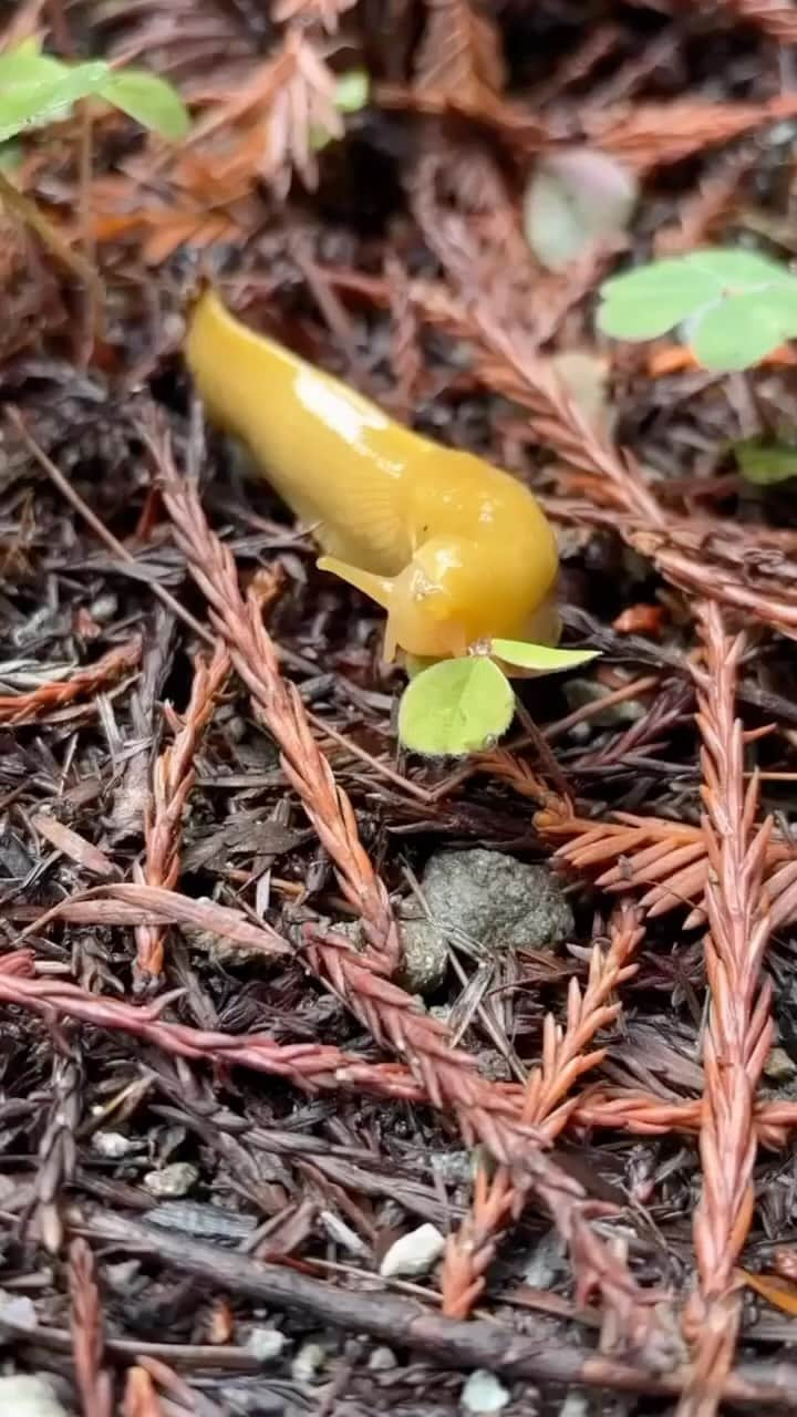 アメリカ内務省のインスタグラム：「Banana slugs are the clean-up crew of redwood forests, speeding up decomposition and helping to recycle nutrients. These charismatic gastropods eat almost anything in the forest but ignore growing redwood saplings. As the redwoods grow taller and more massive, they create a cooler microclimate in the forest beneath them, giving banana slugs the cool, moist, shady atmosphere they need to thrive. 🐌 🍌    Video by E. McKisson / @redwoodnps    Video Description: A yellow banana slug eats a leaf of a redwood sorrel while sitting on redwood duff. Song - “Funny Song” by Cavendish Music」