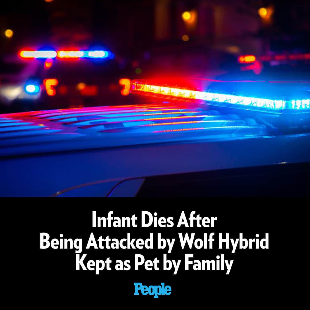 People Magazineさんのインスタグラム写真 - (People MagazineInstagram)「An infant in Alabama was killed after being attacked by a wolf hybrid, which was kept as a pet by the baby’s family, the Shelby County Sheriff’s Office says.  Read the full story in our bio link. | 📷: Getty」12月4日 5時35分 - people