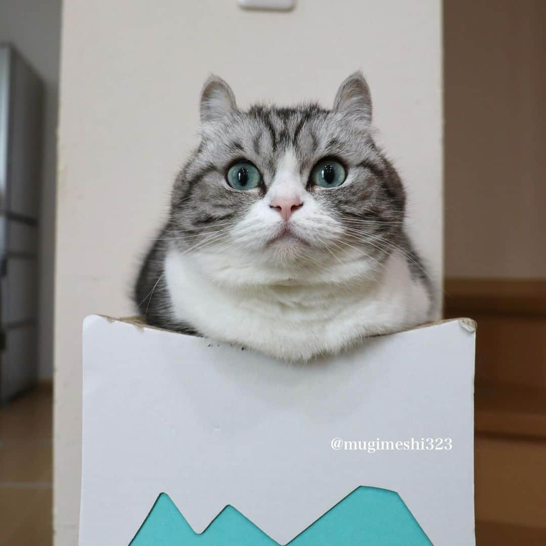 こむぎこまるのインスタグラム：「. . . 🌹スワイプしてね　Swipe→🌹 . . Komaru & Cocoa & Komugi 😽😸😺🩷🩷🩷 . . . #3匹の猫 #美猫 #norwegianforestcat  #ノルウェージャンフォレストキャット  #munchkins  #短足マンチカン #短足部  #catsphoto  #catsphotography  #mycats #catstagramcat  #catstagram_japan  #猫の写真 #愛猫」
