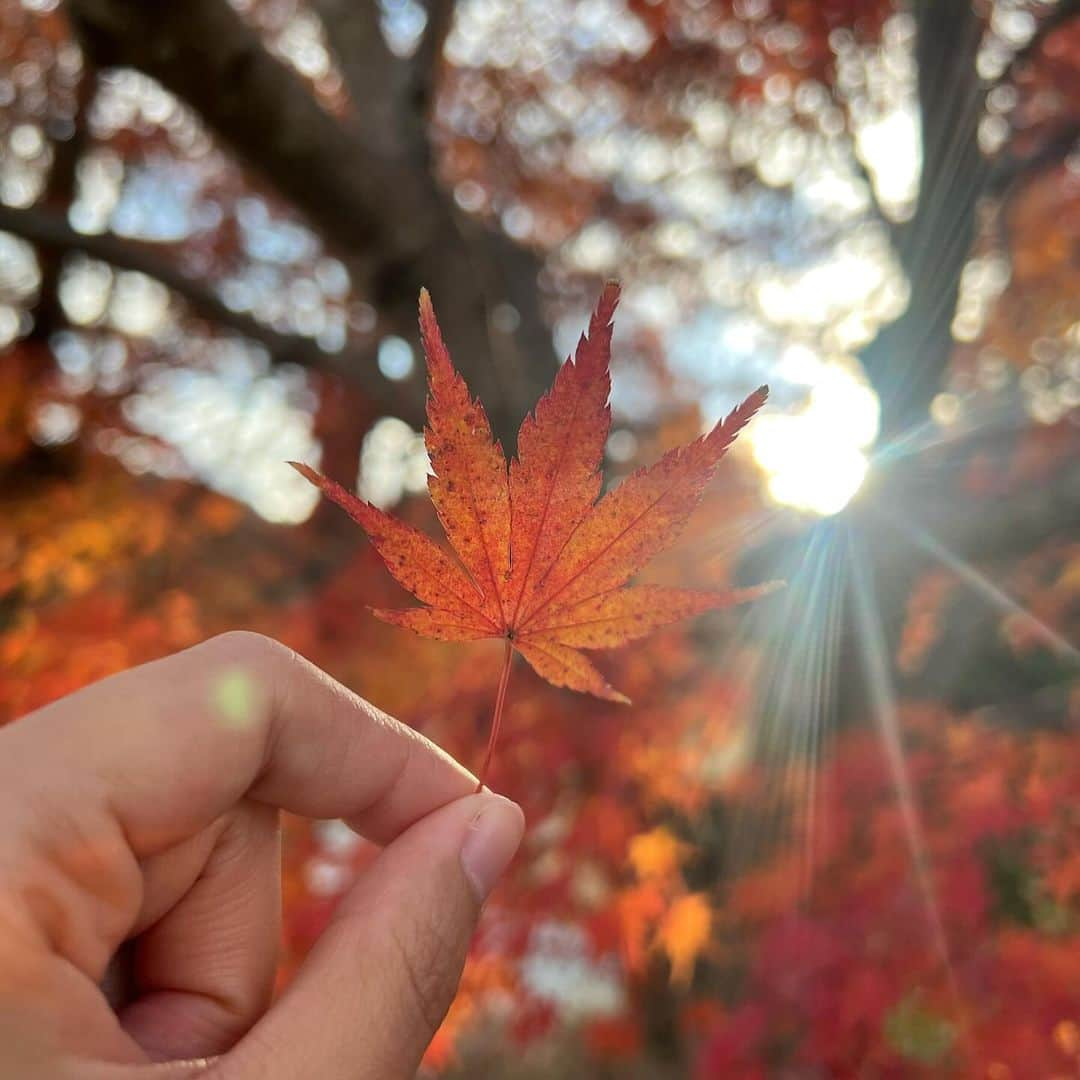 薮下柊さんのインスタグラム写真 - (薮下柊Instagram)「秋模様🍁🍂  淡路島でめっちゃ美味しいスパイスカレー食べて、自然感じて幸せいっぱいの1日☺️✨  @libere_official のセットアップも可愛い🫶🏻」12月3日 22時06分 - __yabushita_shu__