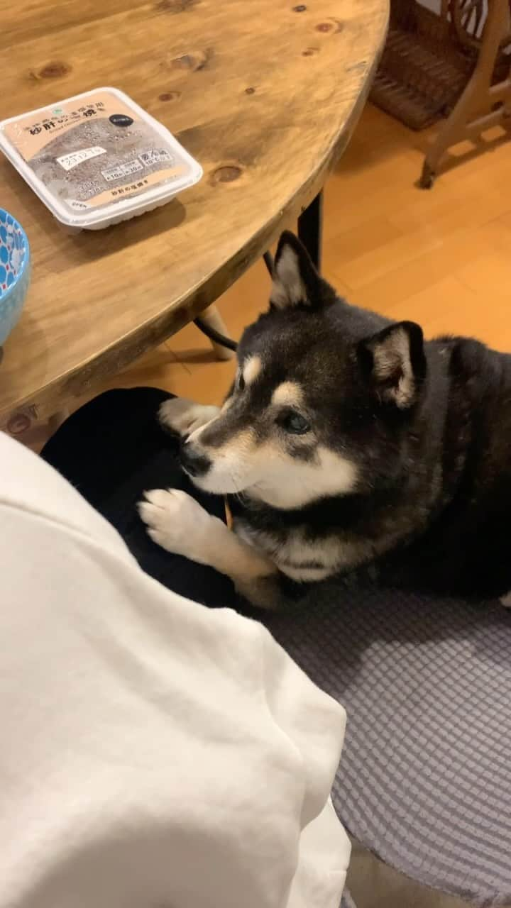 吾子のインスタグラム：「・ ・ おねえちゃんのご飯にお供するわん🐶❤️ ・ ・ そのご飯🍚残して良いよ💓 ・ ・ ・  2024 Acoshiba calendar on sale! It's a good deal because the yen is cheap! Please go to the sales page from the link in the profile.  ・ #おねだり #横の席はあこわんの席 #sapporo  ・ 北海道の柴犬 #柴北会 の皆ワン🐶もうすぐ雪の上走れるよー⛄🐕 ・ #adorable #instadog#shibainu#dog#柴犬ライフ #instashiba#柴犬マニア #9gag #barked #kuroshiba#socute #cutedog#いぬのきもち #黒柴 #dogstagram_japan」