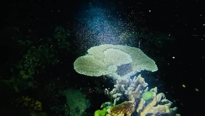 平田あいりのインスタグラム：「Coral Spawning 🪸👶🏻珊瑚の産卵見てきた😻 ラッキーなことに超大量に卵産んでて幻想的すぎた😭✨途中夢かと思うくらい🌝見すぎて最後らへんたらこに見えてきて最後の動画のパスタみたいなやつも合わさって美味しそうすぎた🤣 魚寝てるのも可愛いし、サメも怖いし全部綺麗💫🐠  #coralspawning #scubadiving #nightdive #greatbarrierreef #australia #cairns #ケアンズ #ダイビング #alwing #エルウィング #スポンサーダイバー #オーストラリア #ナイトダイブ #グレートバリアリーフ #旅行」