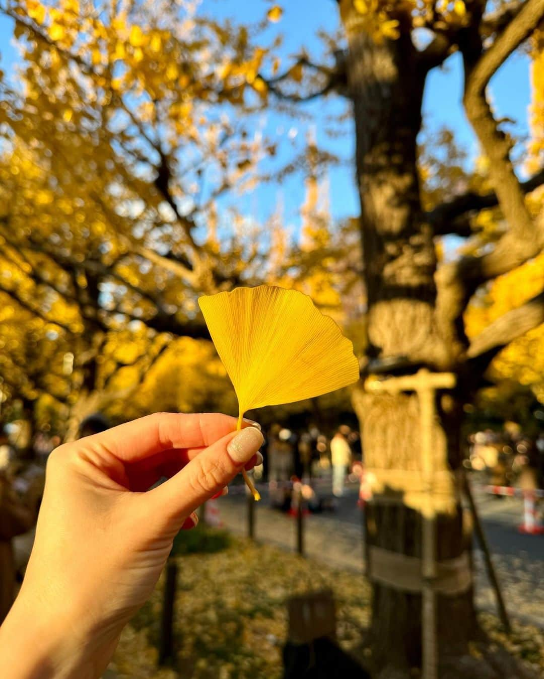 千葉由佳（ちばゆか）さんのインスタグラム写真 - (千葉由佳（ちばゆか）Instagram)「. イチョウ並木がとっても綺麗だった💛 いい見ごろでした🧸💛」12月3日 22時52分 - chibayuka