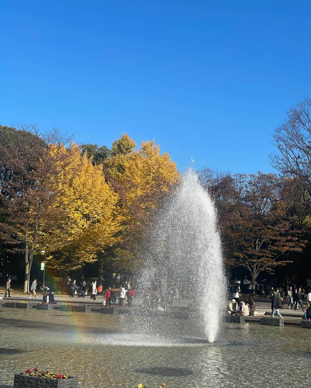 沢瀉美緒さんのインスタグラム写真 - (沢瀉美緒Instagram)「※ Sunny ☀️  . お寿司前の上野公園🍂 . 東京の紅葉と言えば銀杏なのかな。 . . #銀杏 #上野公園 #ginkgo」12月3日 22時57分 - mio_omodaka