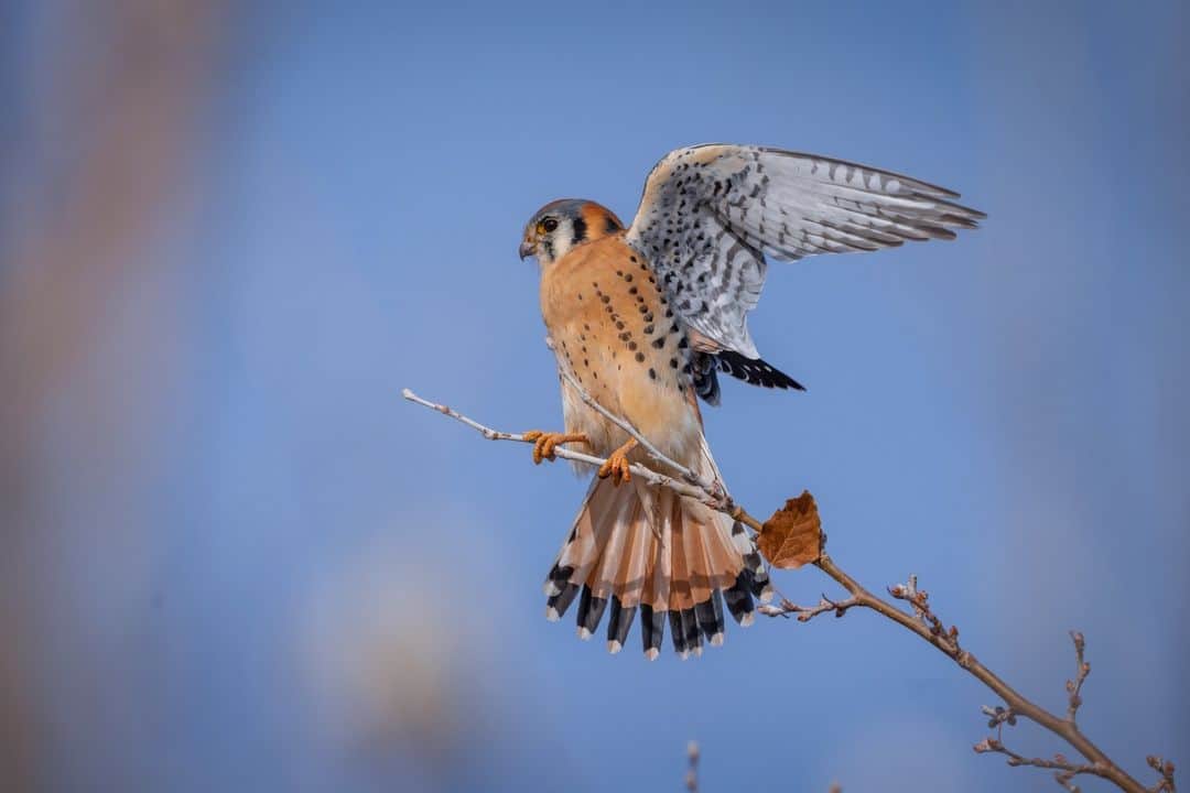 CANON USAのインスタグラム：「Incredible photo by #CanonExplorerOfLight @ladzinski: "An American Kestrel, stretching its wings in the early morning light. This beautifully ornate species is the smallest falcon in North America, around 9 inches in height and weighing roughly 1/3rd of a pound. I’m fortunate to have a healthy population of Kestrels near my home, they’re without a doubt one of my favorite birds of prey to spot and photograph. I photographed this picture here with the Canon EOS R5 and RF1200mm F8 L IS USM lens."   📸  #Canon EOS R5 Lens: RF1200mm F8 L IS USM」