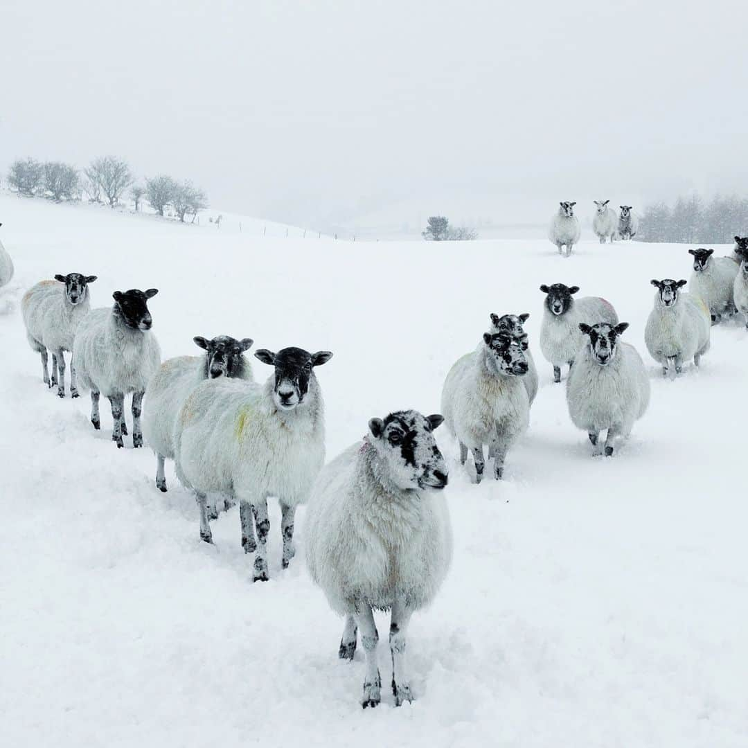 アニマルプラネットさんのインスタグラム写真 - (アニマルプラネットInstagram)「Places, everyone! 🐑🐑🐑  #sheep #snowyvibes #GreatBritain」12月3日 23時00分 - animalplanet