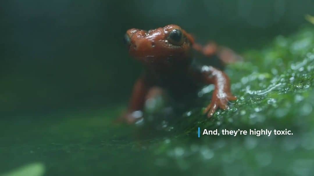 スミソニアン国立動物園のインスタグラム：「💧 🦎 What’s in a name? The emperor newt’s moniker comes from the Mandarin words "shan" (mountain) and "jing" (spirit or demon). This highly toxic amphibian lives only in the mountains along a handful of rivers in western China. During the breeding season, they live in water fields, like rice paddies, ponds or humid grasslands. 👋 See them at the Reptile Discovery Center!」