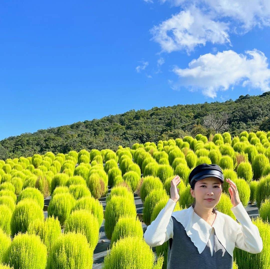 浜口順子さんのインスタグラム写真 - (浜口順子Instagram)「秋の思い出。 #志摩市観光農園　へお出かけ。 コスモスと、ひまわりと、 まだ緑のコキアちゃんが たくさんいました。 夏と秋のコラボ。 めっちゃ綺麗でした〜  #三重 #三重県 #みえ #mie #志摩市 #三重のええとこ見てほしい #はまじゅん三重移住生活」12月3日 23時33分 - hamaguchijunko