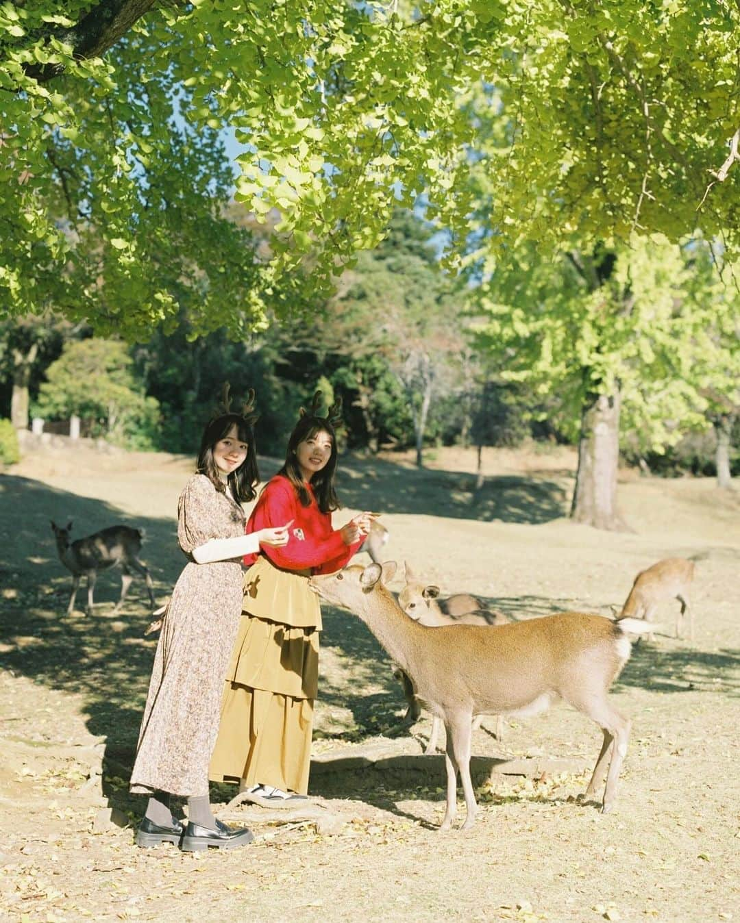 Masaさんのインスタグラム写真 - (MasaInstagram)「.  ▶︎▶︎▶︎ Swipe  All：Pentax6x7  Super Takumar 105mm F2.4 #lomo400 #ヤマプリ  奈良は1時間程度で行けるんですけど、秋しか行かなくなりました。  でも写真見てると鹿と鹿せんべいと光があれば十分楽しそうなので、閑散期にも行ってみようって思いました🦌  撮影日 : 2023年11月21日  #まさペン#ヤマプリ #pentax6x7 #pentax67 #バケペン #中判フィルム #film #filmcamera #filmphotography #フィルム #フィルムカメラ#フィルム写真 #igersjp #portrait #ポートレート #filmisnotdead #奈良 #nara  #紅葉 #イチョウ #銀杏 #もみじ #鹿」12月4日 7時30分 - masa_nikonist