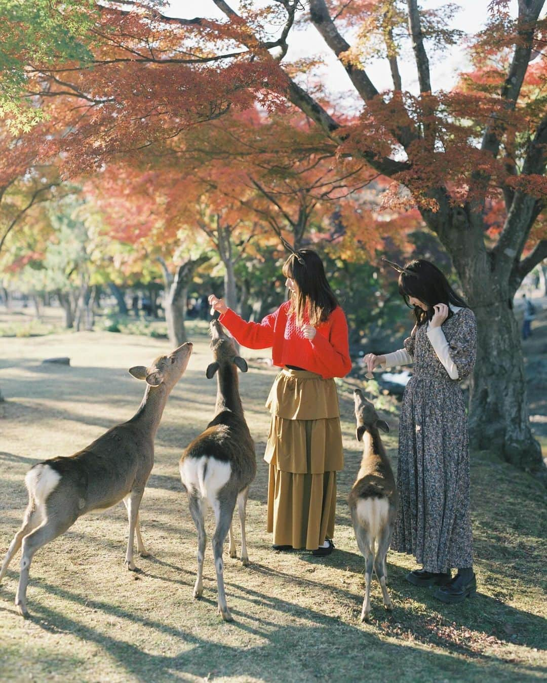 Masaさんのインスタグラム写真 - (MasaInstagram)「.  ▶︎▶︎▶︎ Swipe  All：Pentax6x7  Super Takumar 105mm F2.4 #lomo400 #ヤマプリ  奈良は1時間程度で行けるんですけど、秋しか行かなくなりました。  でも写真見てると鹿と鹿せんべいと光があれば十分楽しそうなので、閑散期にも行ってみようって思いました🦌  撮影日 : 2023年11月21日  #まさペン#ヤマプリ #pentax6x7 #pentax67 #バケペン #中判フィルム #film #filmcamera #filmphotography #フィルム #フィルムカメラ#フィルム写真 #igersjp #portrait #ポートレート #filmisnotdead #奈良 #nara  #紅葉 #イチョウ #銀杏 #もみじ #鹿」12月4日 7時30分 - masa_nikonist