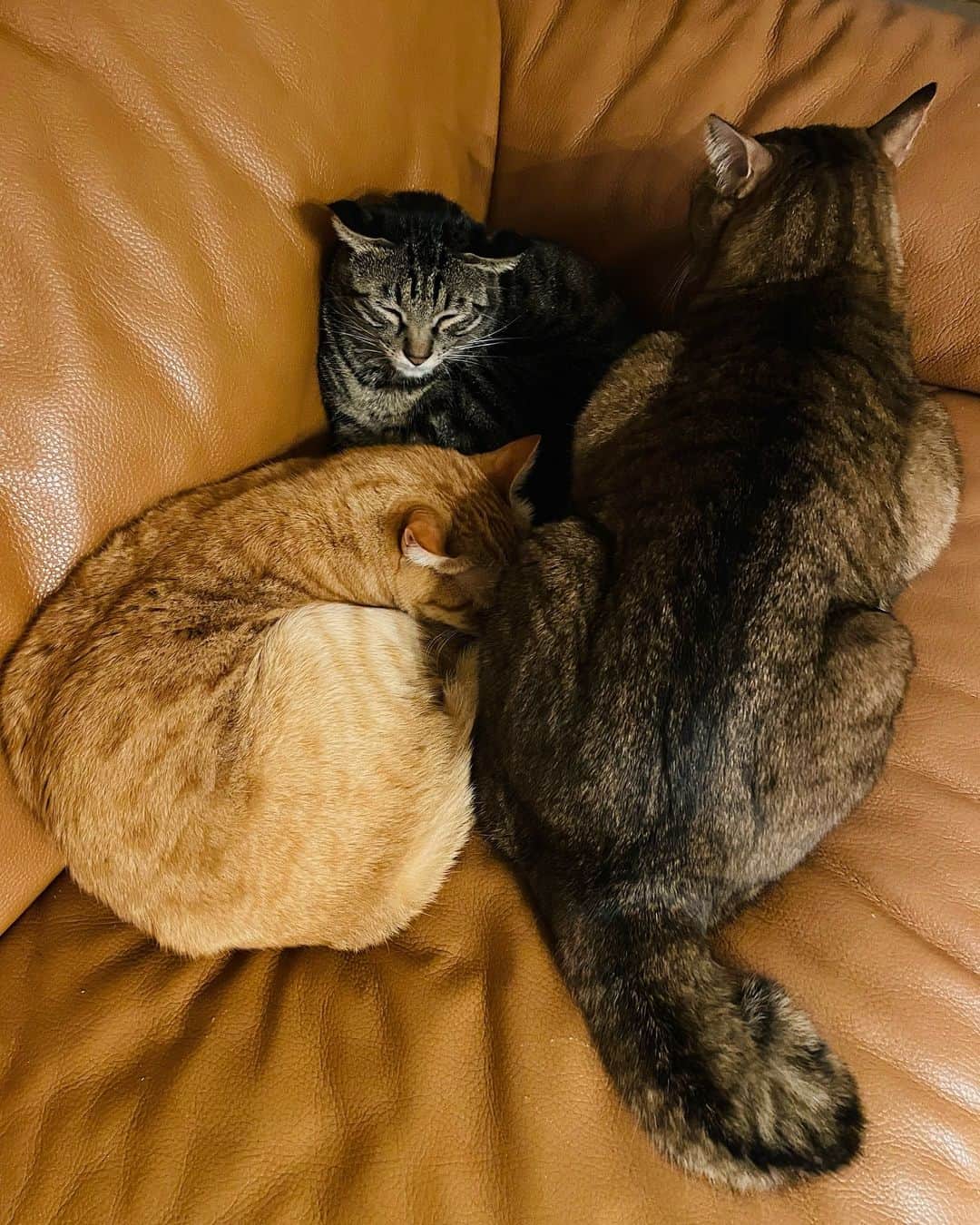 kainatsuのインスタグラム：「猫なら共通言語を持たなくてもその存在すべてを許せるのに、人だと途端に共通言語を持てないことが、「分かり合えない」ことがそれだけで悲劇のように感じられてしまう。  相手がまるで自分と同じだと信じ込んでしまったり、 力づくでコントロールしようとしてしまったり、 角度をかえて理解しようとして迷子になってしまったり、 「期待」と「失望」を繰り返す愚かな自分に嫌悪したり。  違って当たり前、分からなくて当たり前。 だから楽しいことばかりじゃないけど、 自分ばかりが大変だ、なんて思った途端に関係は歪むよなぁ。  目を見て、声を聞いて、違いを愛おしんだり面白がったりしながら、進むことも引くことも恐れないバランス感覚を養いながら、目の前にいる世界にたった1人の存在を互いに少しでも思いやって尊重し合えたらいいな。」