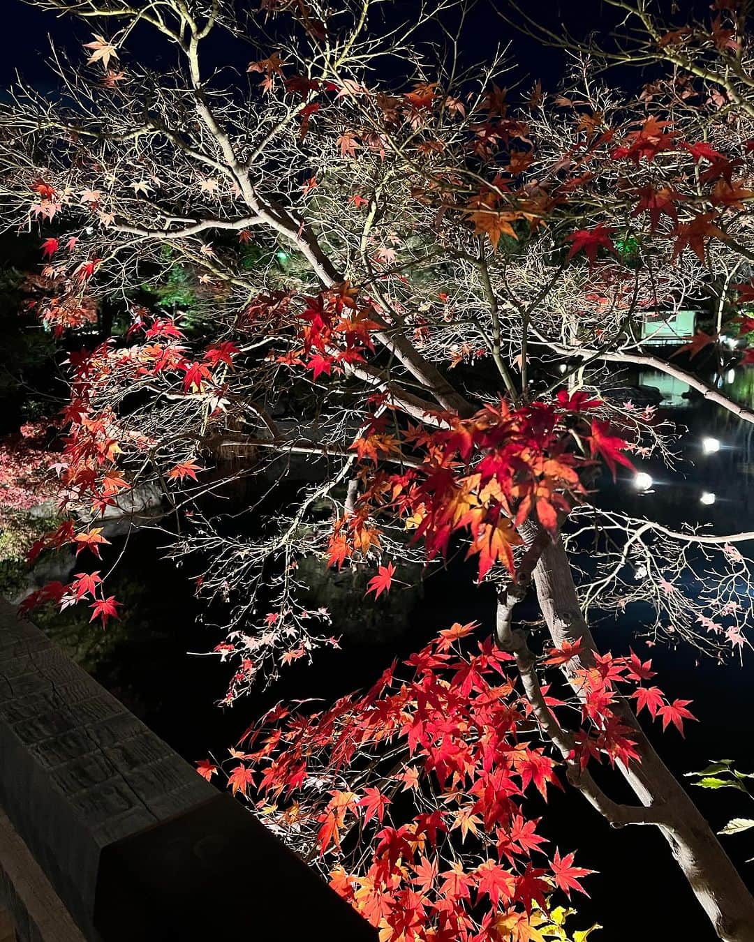 カリスマゆきちゃんさんのインスタグラム写真 - (カリスマゆきちゃんInstagram)「. 白鳥庭園🍁 夜の紅葉を観てきました🍁  名古屋に住んでいるのに 白鳥庭園に行ったのは初めてかも😂  ライトアップが素敵すぎて終始感動してた🥺  @shirotori_teien  __________________________ #白鳥庭園 #白鳥庭園ライトアップ #紅葉スポット #紅葉 #紅葉ライトアップ #名古屋紅葉 #🍁」12月3日 23時59分 - charisma.yukichan