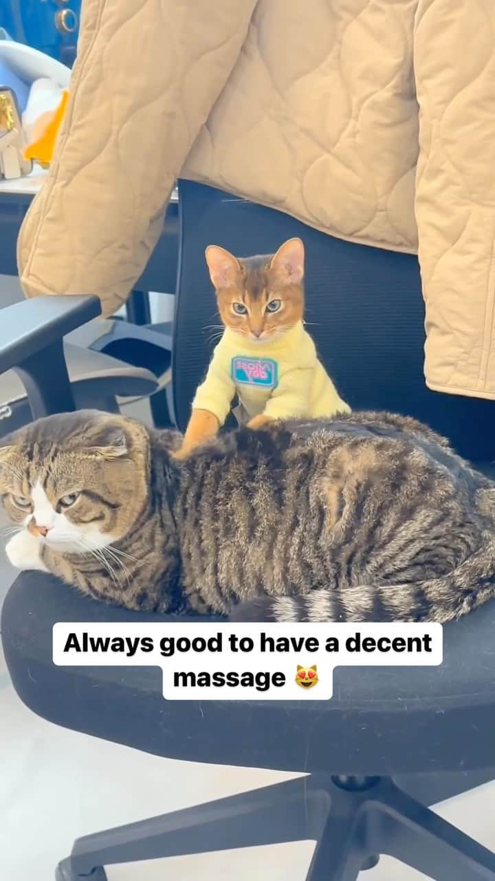 Cute Pets Dogs Catsのインスタグラム：「Always good to have a decent massage 😻  Credit: adorable @张奈斯 | DY ** For all crediting issues and removals pls 𝐄𝐦𝐚𝐢𝐥 𝐮𝐬 ☺️  𝐍𝐨𝐭𝐞: we don’t own this video/pics, all rights go to their respective owners. If owner is not provided, tagged (meaning we couldn’t find who is the owner), 𝐩𝐥𝐬 𝐄𝐦𝐚𝐢𝐥 𝐮𝐬 with 𝐬𝐮𝐛𝐣𝐞𝐜𝐭 “𝐂𝐫𝐞𝐝𝐢𝐭 𝐈𝐬𝐬𝐮𝐞𝐬” and 𝐨𝐰𝐧𝐞𝐫 𝐰𝐢𝐥𝐥 𝐛𝐞 𝐭𝐚𝐠𝐠𝐞𝐝 𝐬𝐡𝐨𝐫𝐭𝐥𝐲 𝐚𝐟𝐭𝐞𝐫.  We have been building this community for over 6 years, but 𝐞𝐯𝐞𝐫𝐲 𝐫𝐞𝐩𝐨𝐫𝐭 𝐜𝐨𝐮𝐥𝐝 𝐠𝐞𝐭 𝐨𝐮𝐫 𝐩𝐚𝐠𝐞 𝐝𝐞𝐥𝐞𝐭𝐞𝐝, pls email us first. **」