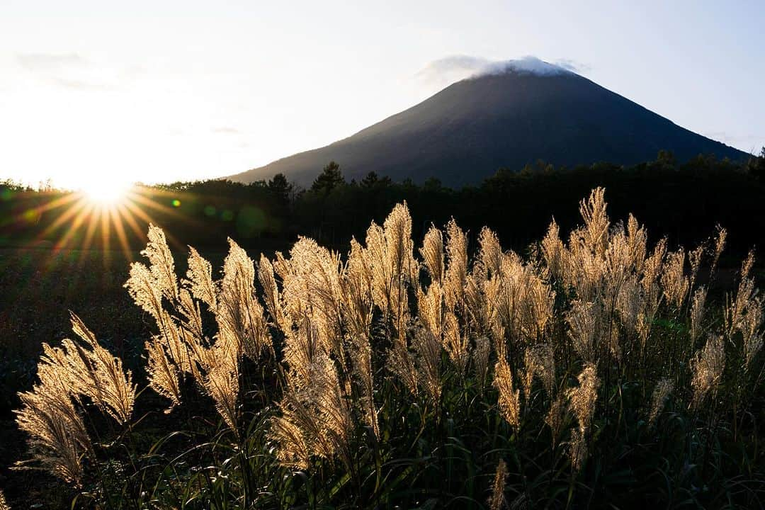 Michael Yamashitaのインスタグラム：「Susuki pampas grass turns from summer green to shimmering shades of gold in fall fields — an iconic symbol of the season. Mount Yotei, Hokkaido, Japan. #yoteizan #yotei #susuki #pampasgrass #hokkaido」